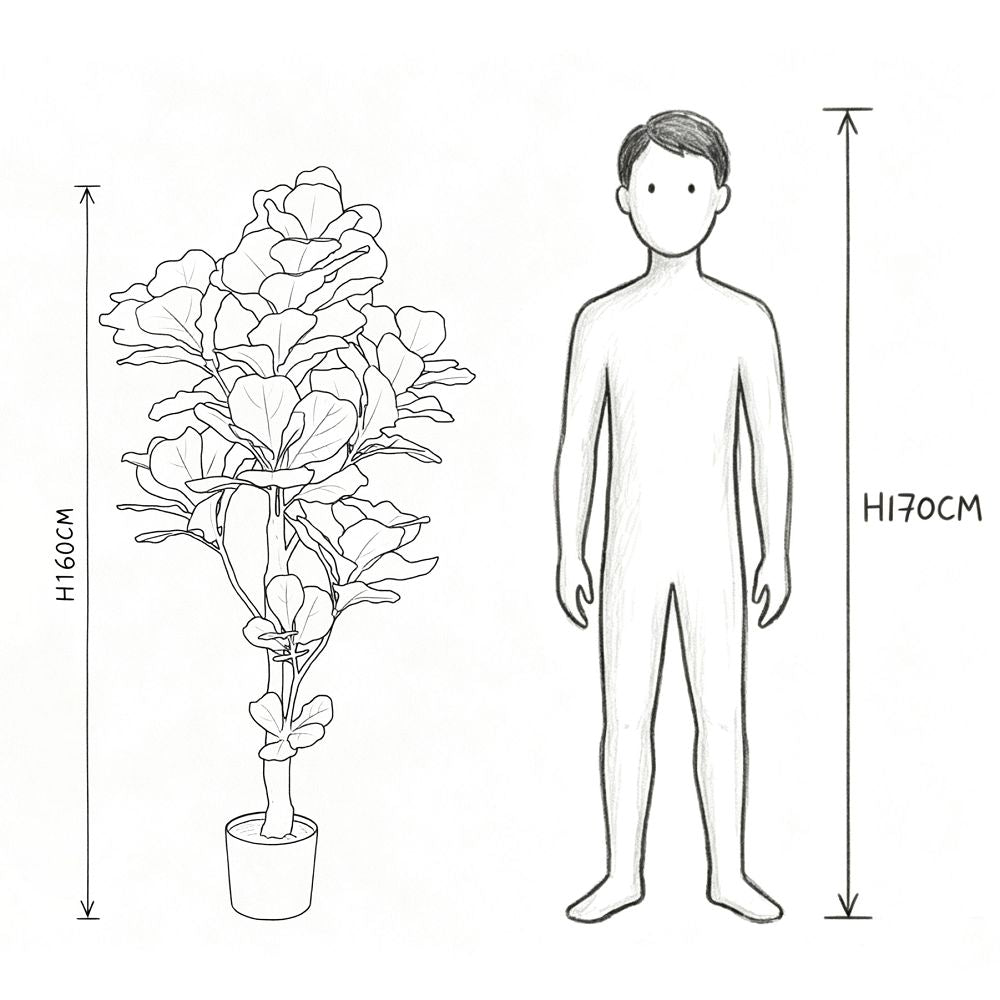 160cm 仿真琴葉榕大型綠植盆栽 (黑膠盆)|實際比例圖