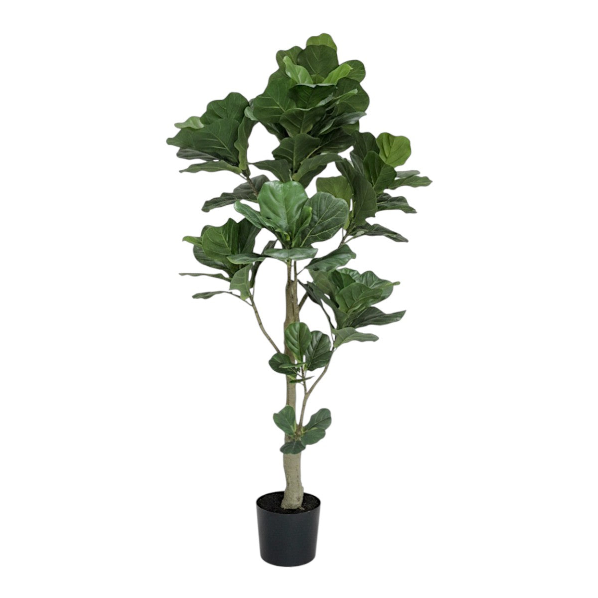 160cm 仿真琴葉榕大型綠植盆栽 (黑膠盆)