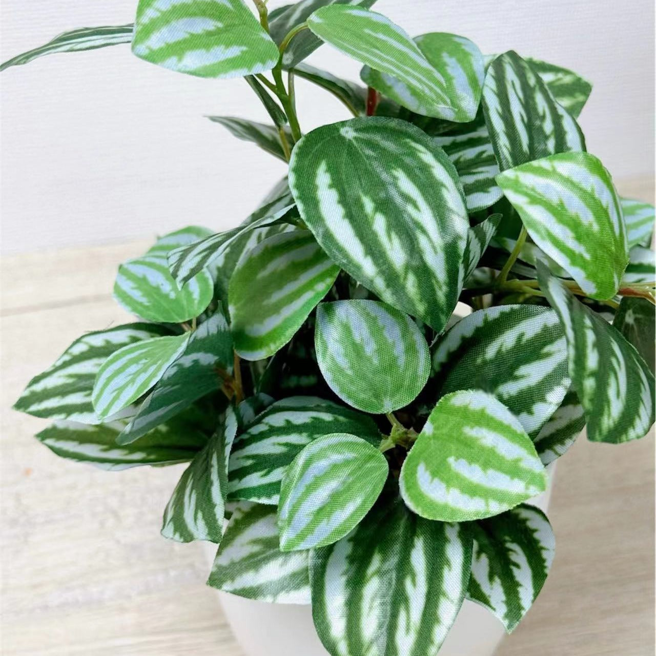 20cm 北歐風仿真迷你盆栽 3件套 | 西瓜皮椒草特寫