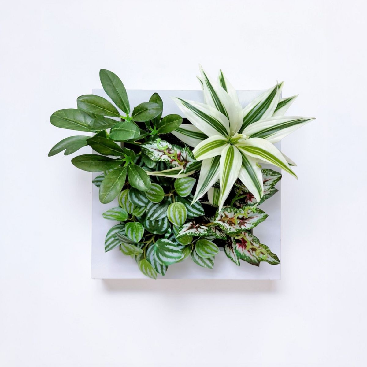 25x25cm 仿真植物掛牆畫框 2件組 | A款