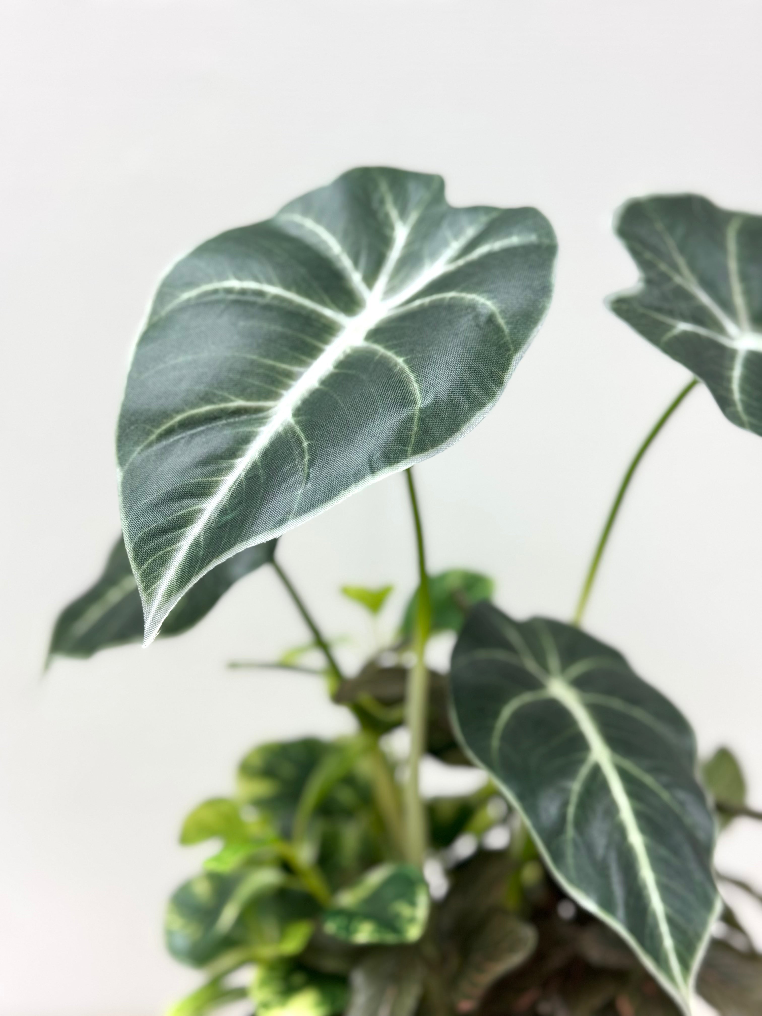 【香港現貨】仿真黑葉海芋盆栽 (32cm) | 銀白葉脈 質感小盆栽 Alocasia - Midoria