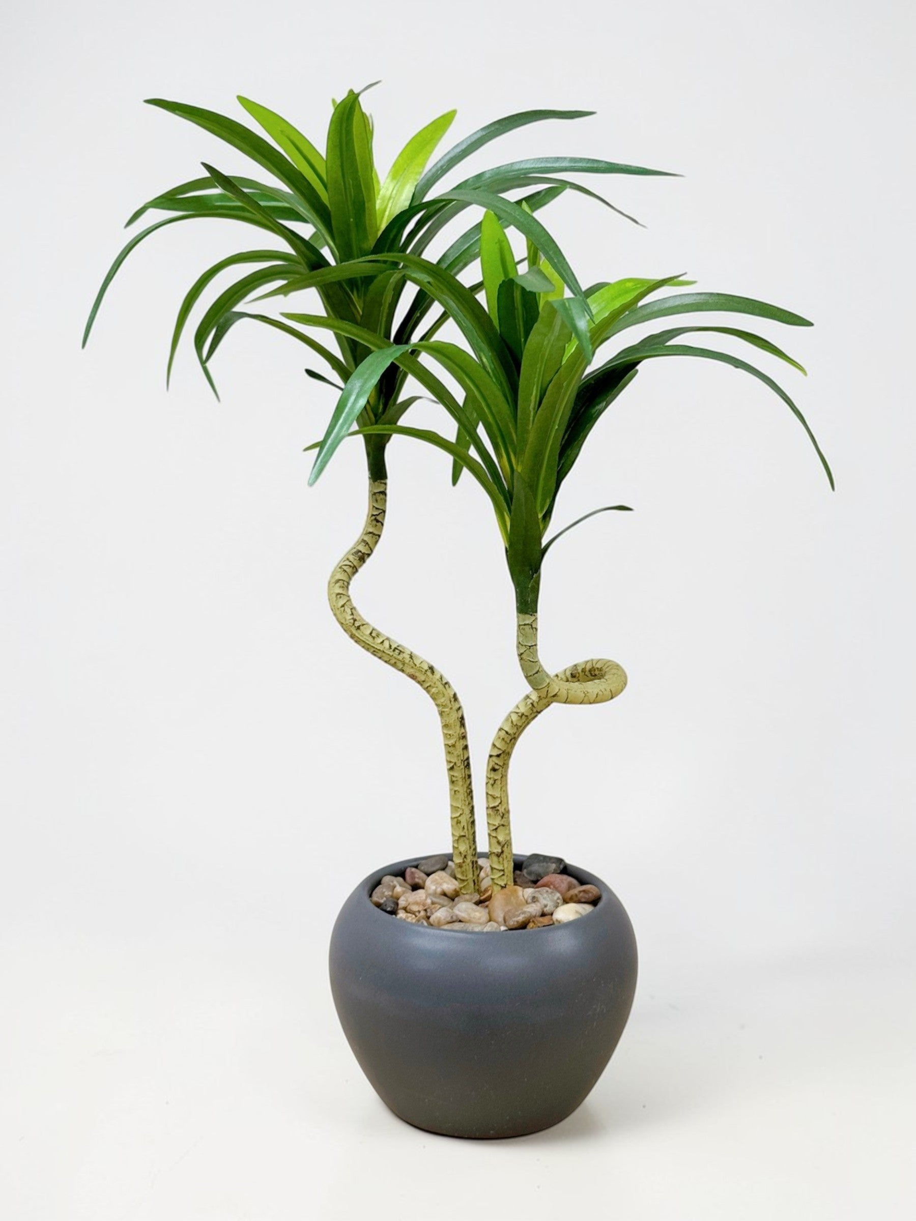 【香港現貨】仿真龍血蘭陶瓷盆栽 (39cm) | 日系極簡禪意 扭曲枝幹造型 Dracaena - Midoria
