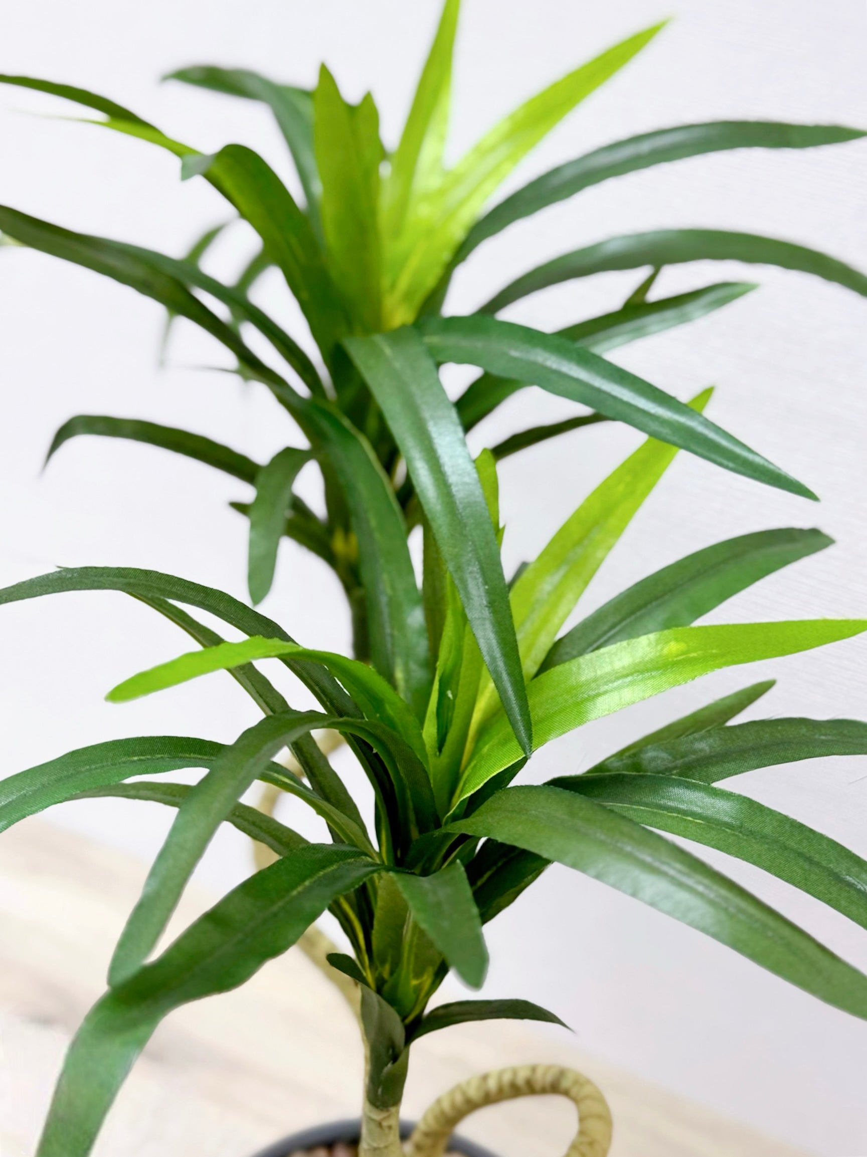 【香港現貨】仿真龍血蘭陶瓷盆栽 (39cm) | 日系極簡禪意 扭曲枝幹造型 Dracaena - Midoria