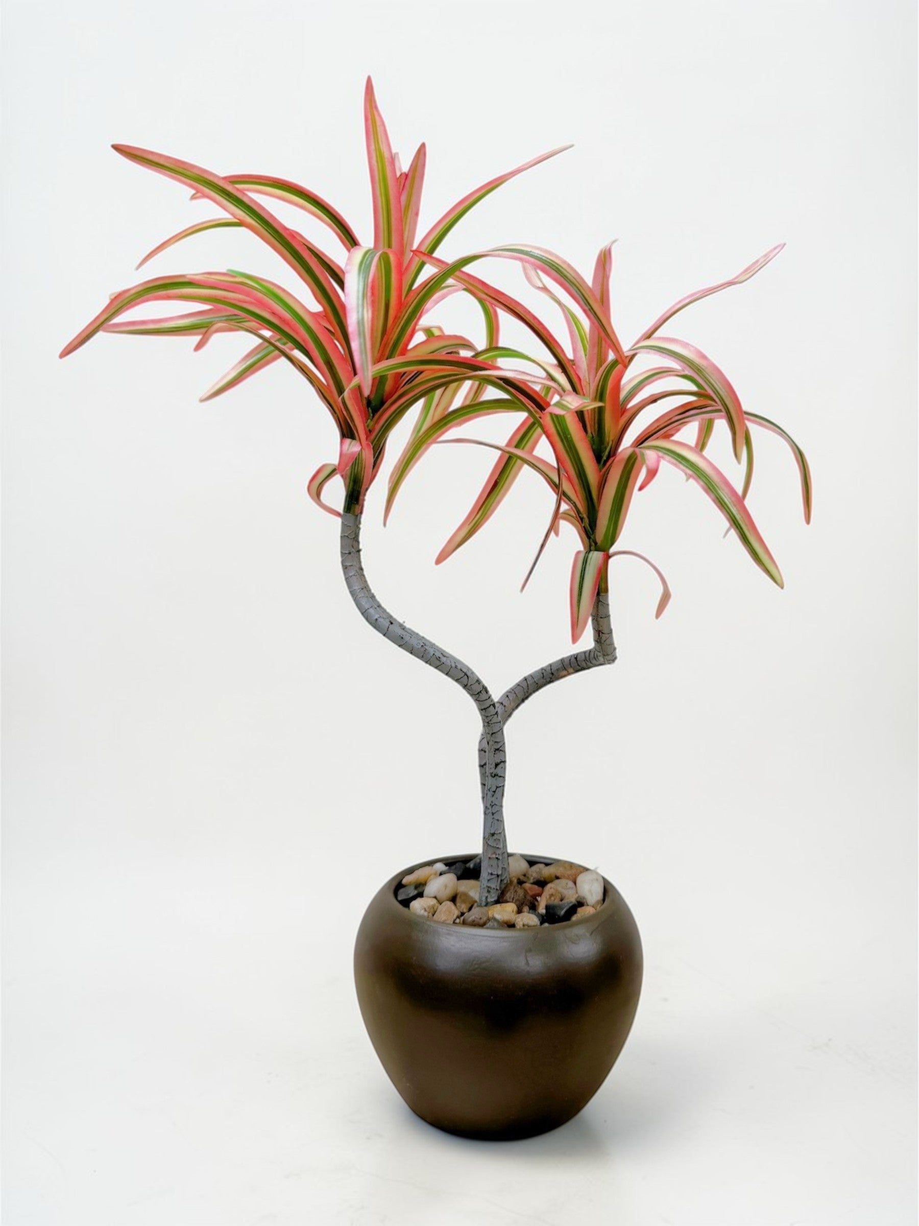 【香港現貨】仿真龍血蘭陶瓷盆栽 (39cm) | 日系極簡禪意 扭曲枝幹造型 Dracaena - Midoria