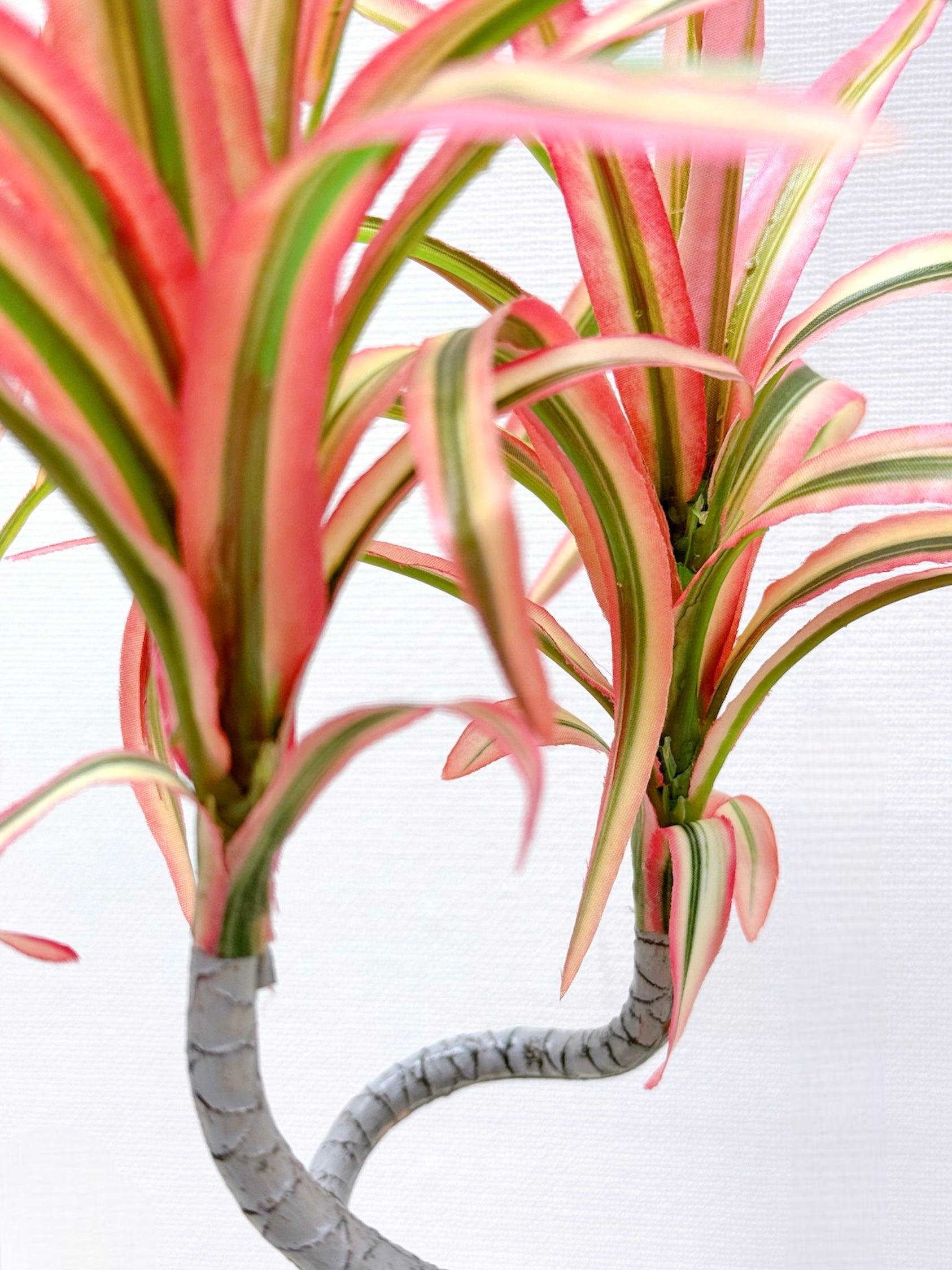 【香港現貨】仿真龍血蘭陶瓷盆栽 (39cm) | 日系極簡禪意 扭曲枝幹造型 Dracaena - Midoria