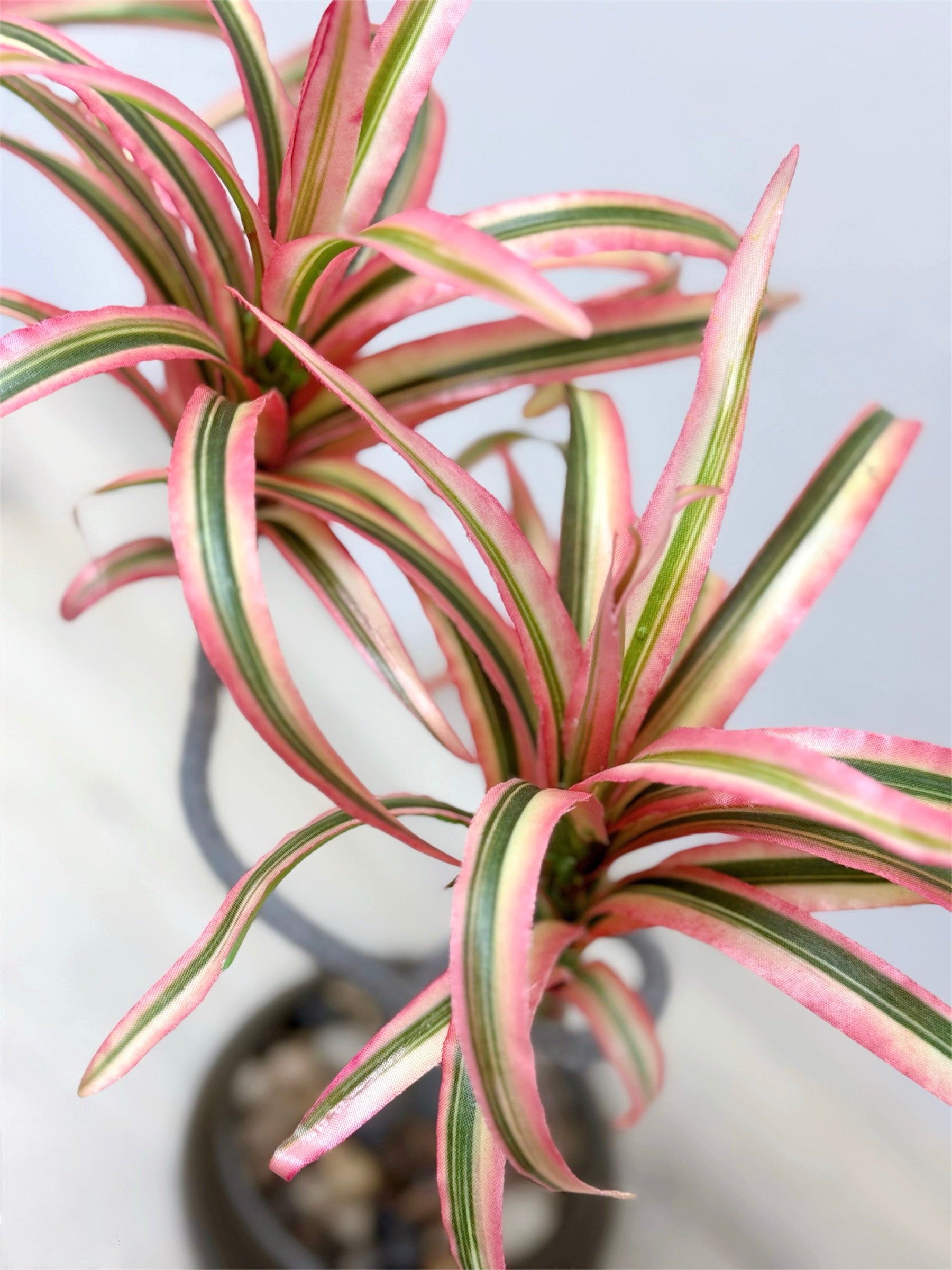 【香港現貨】仿真龍血蘭陶瓷盆栽 (39cm) | 日系極簡禪意 扭曲枝幹造型 Dracaena - Midoria