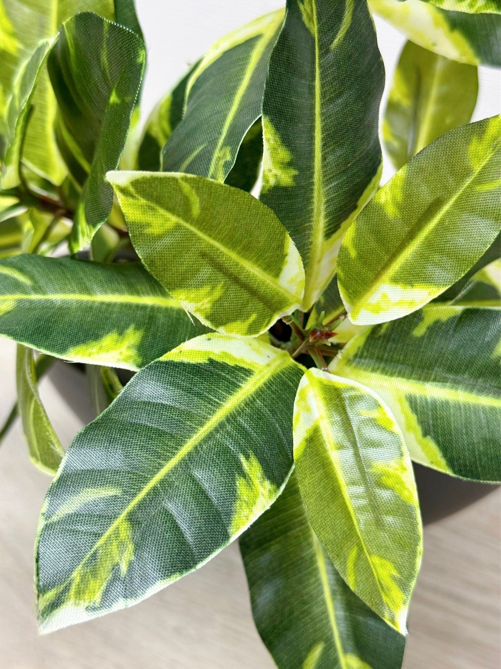 【香港現貨】仿真橡葉陶瓷盆栽 (30cm) | 半月型設計盆 現代居家裝飾 Ficus Elastica - Midoria