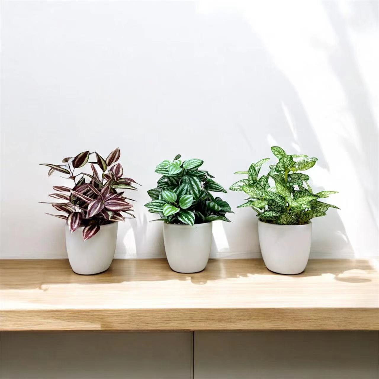20cm 仿真迷你葉盆栽三件組 Mini Assorted Leaf (Set of 3)