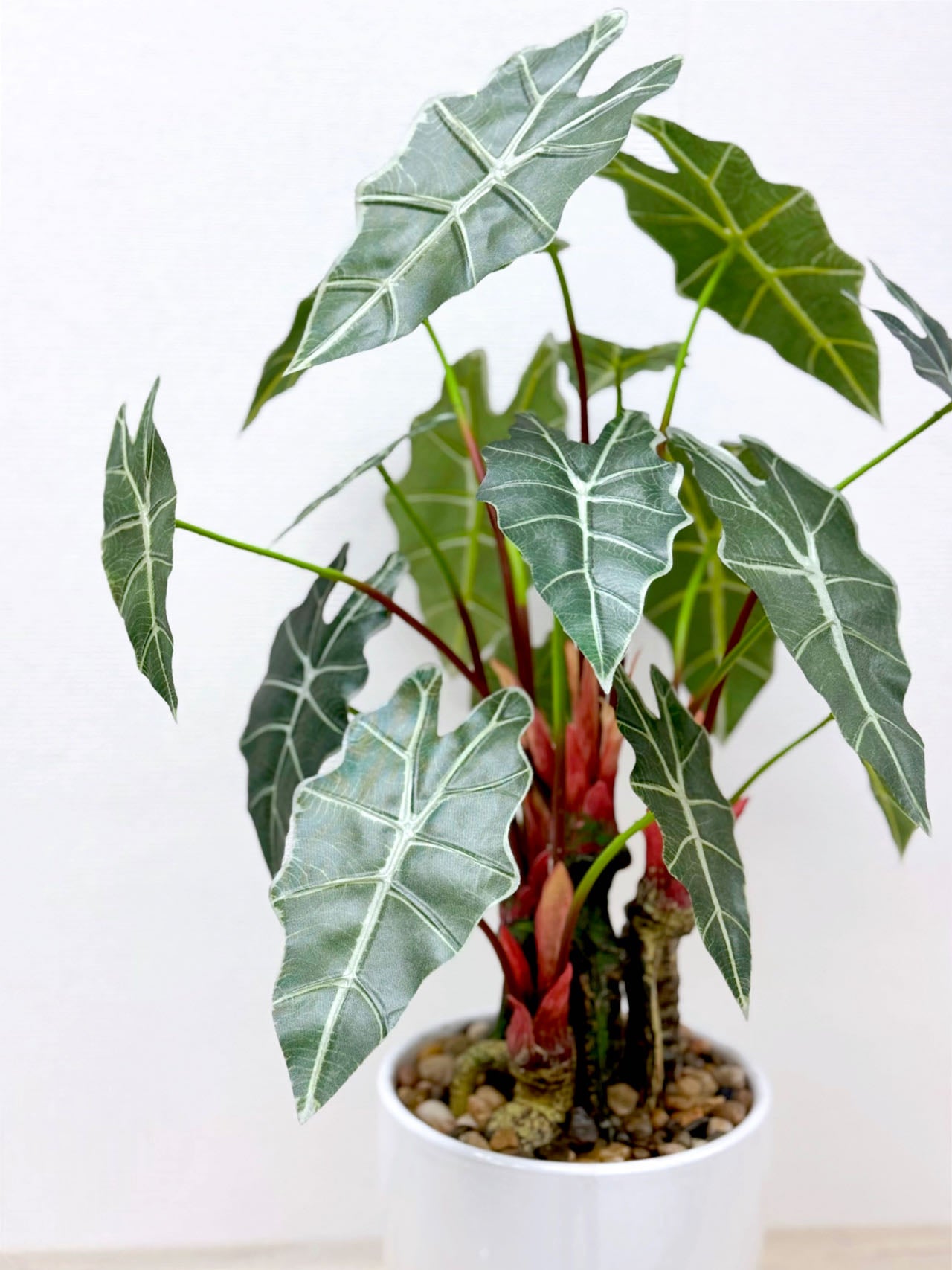 【香港現貨】仿真海芋陶瓷盆栽 (56cm) | 熱帶雨林風 高仿真 PU 材質 Alocasia - Midoria