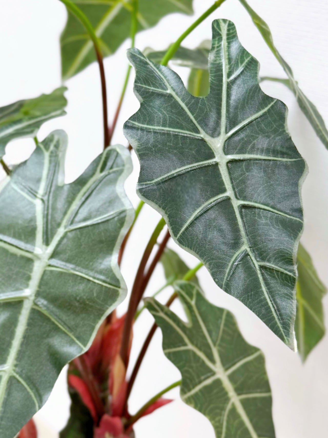 【香港現貨】仿真海芋陶瓷盆栽 (56cm) | 熱帶雨林風 高仿真 PU 材質 Alocasia - Midoria