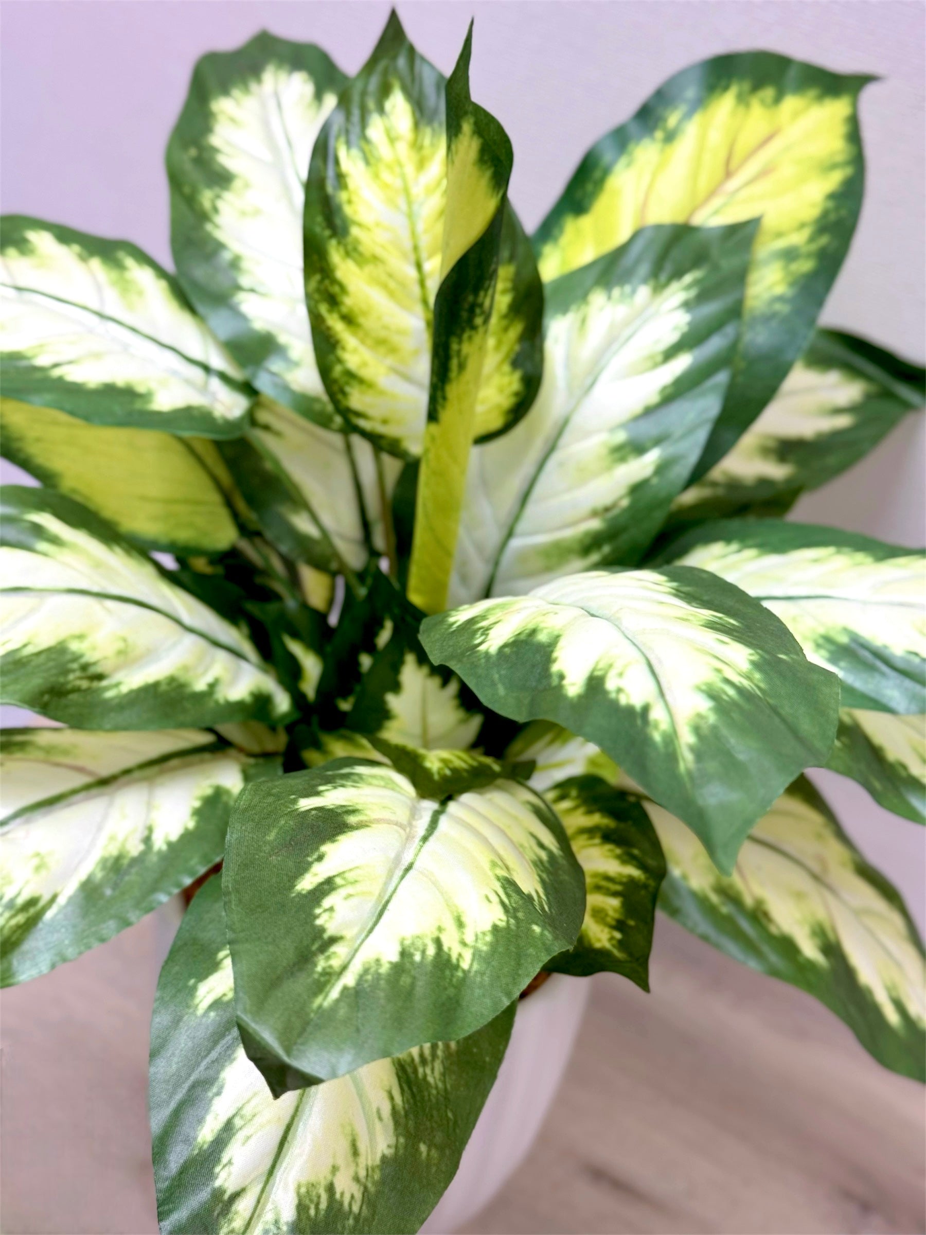 【香港現貨】仿真花葉萬年青盆栽 (43cm) | 條紋陶瓷盆 現代簡約裝飾 Dieffenbachia - Midoria