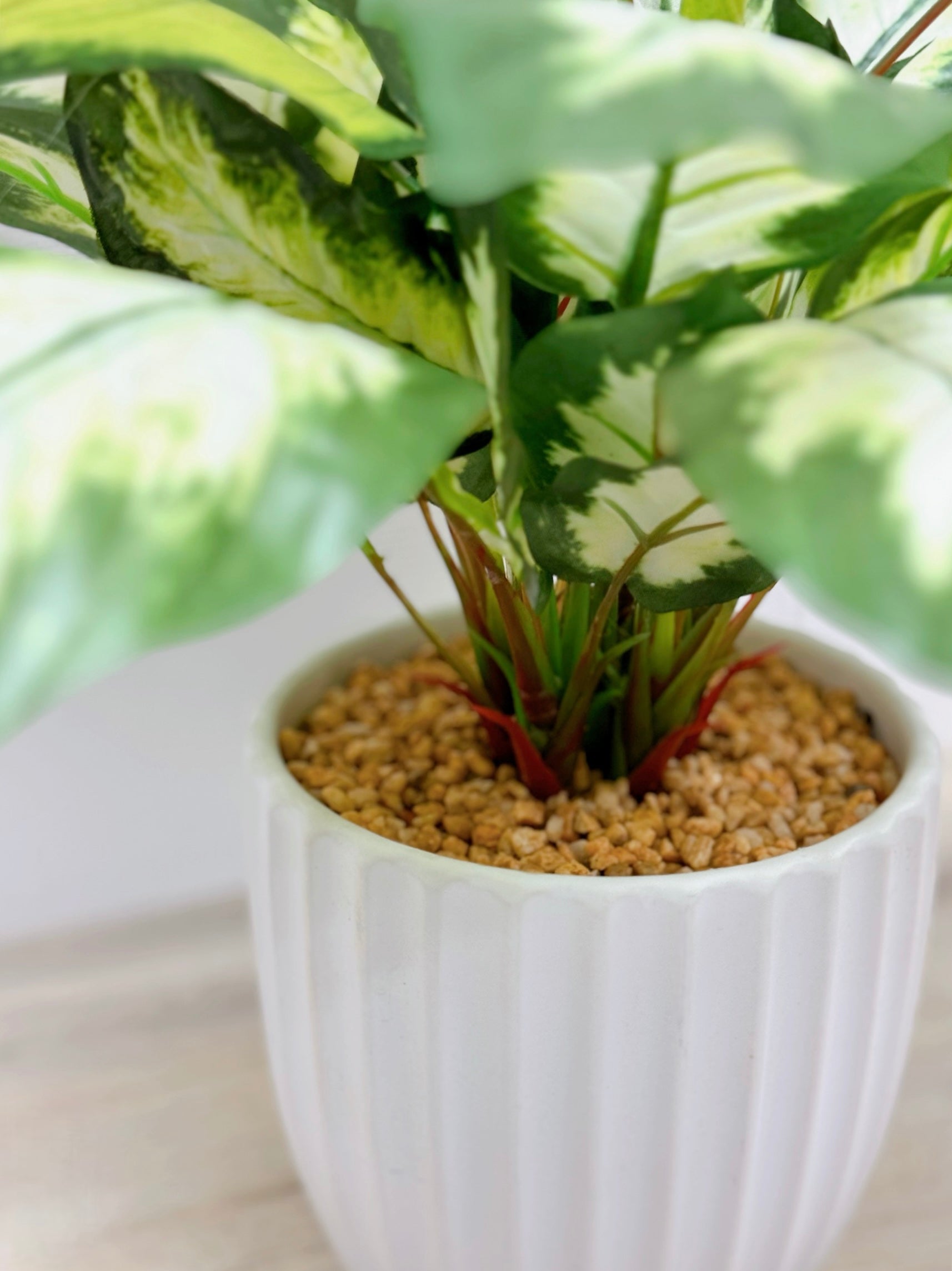 【香港現貨】仿真花葉萬年青盆栽 (43cm) | 條紋陶瓷盆 現代簡約裝飾 Dieffenbachia - Midoria