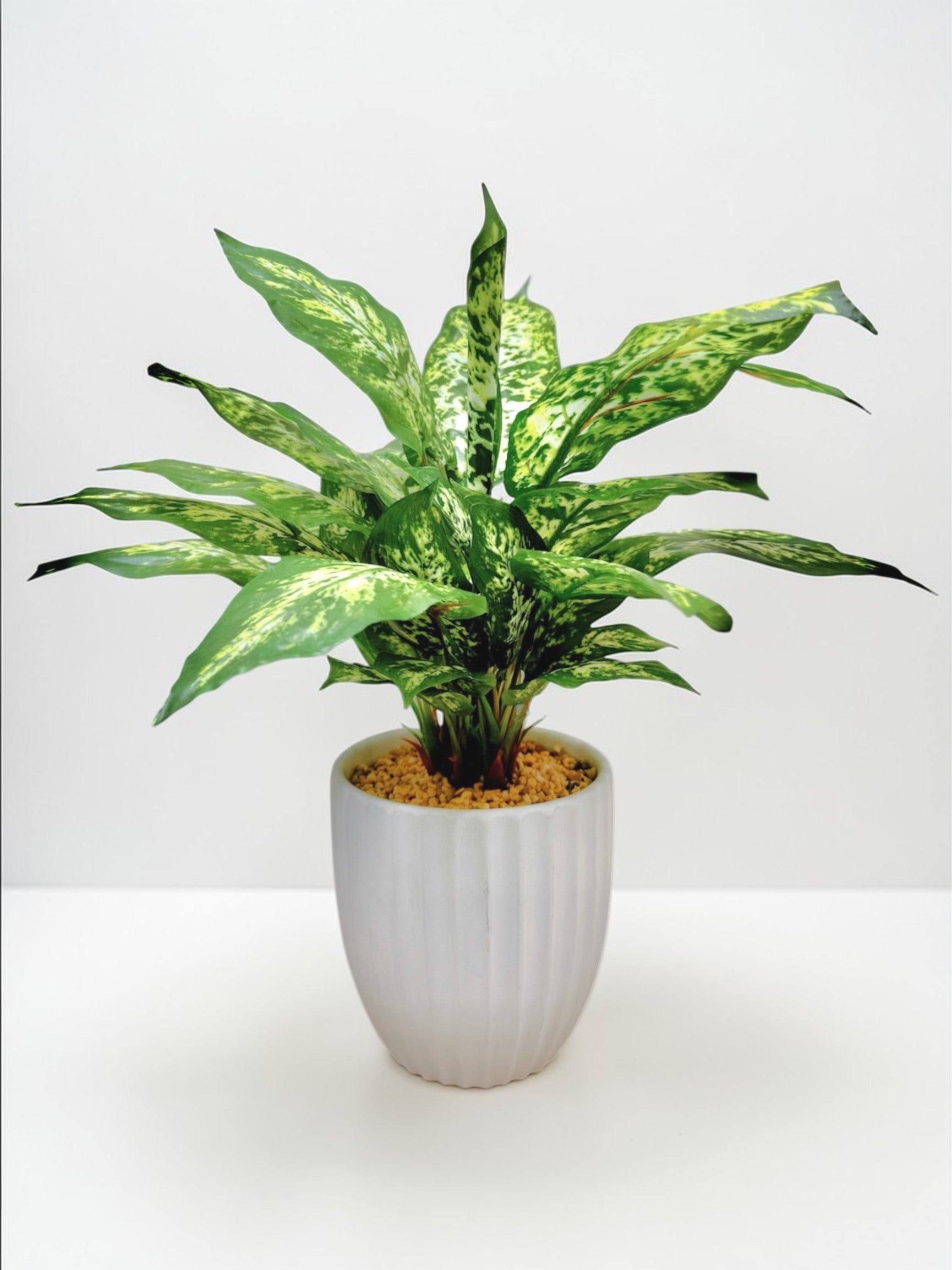 【香港現貨】仿真花葉萬年青盆栽 (43cm) | 條紋陶瓷盆 現代簡約裝飾 Dieffenbachia - Midoria