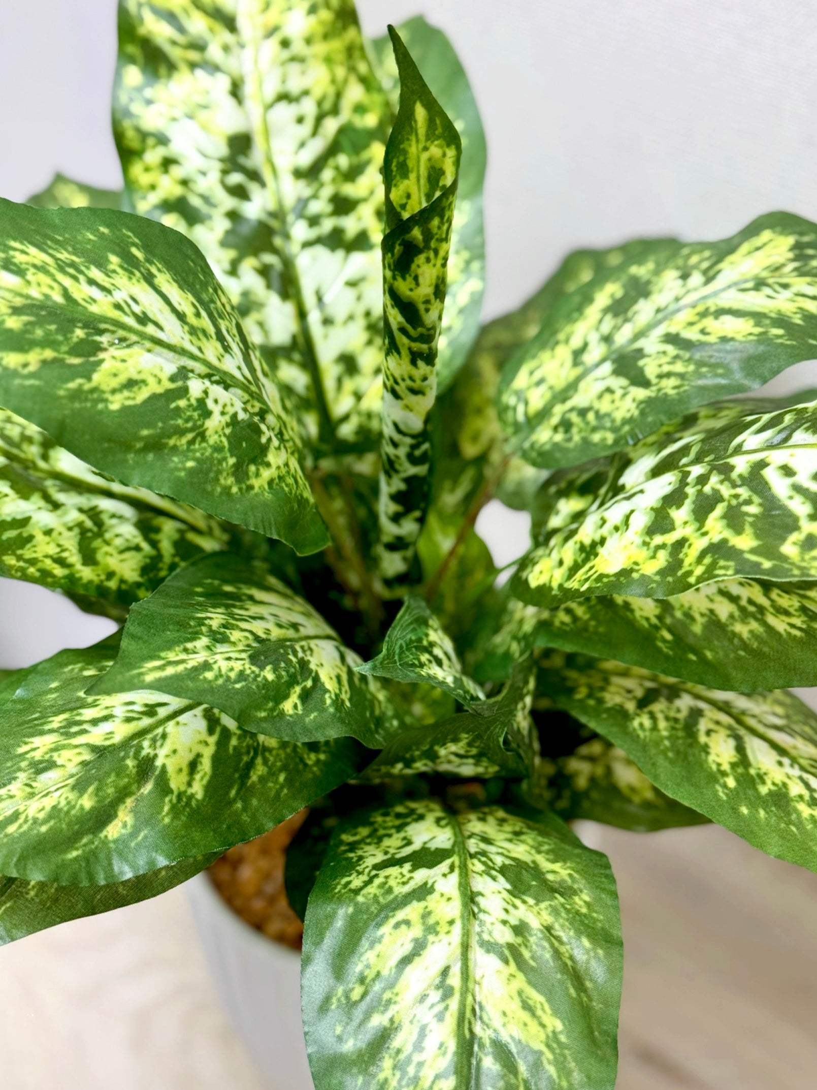 【香港現貨】仿真花葉萬年青盆栽 (43cm) | 條紋陶瓷盆 現代簡約裝飾 Dieffenbachia - Midoria