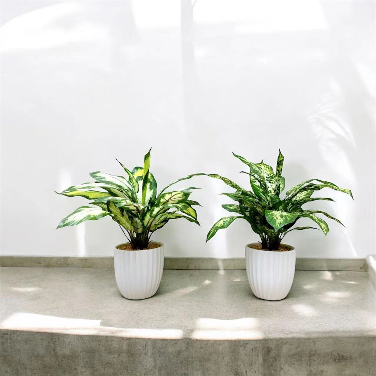 43cm 仿真花葉萬年青盆栽 Dieffenbachia Potted Plant