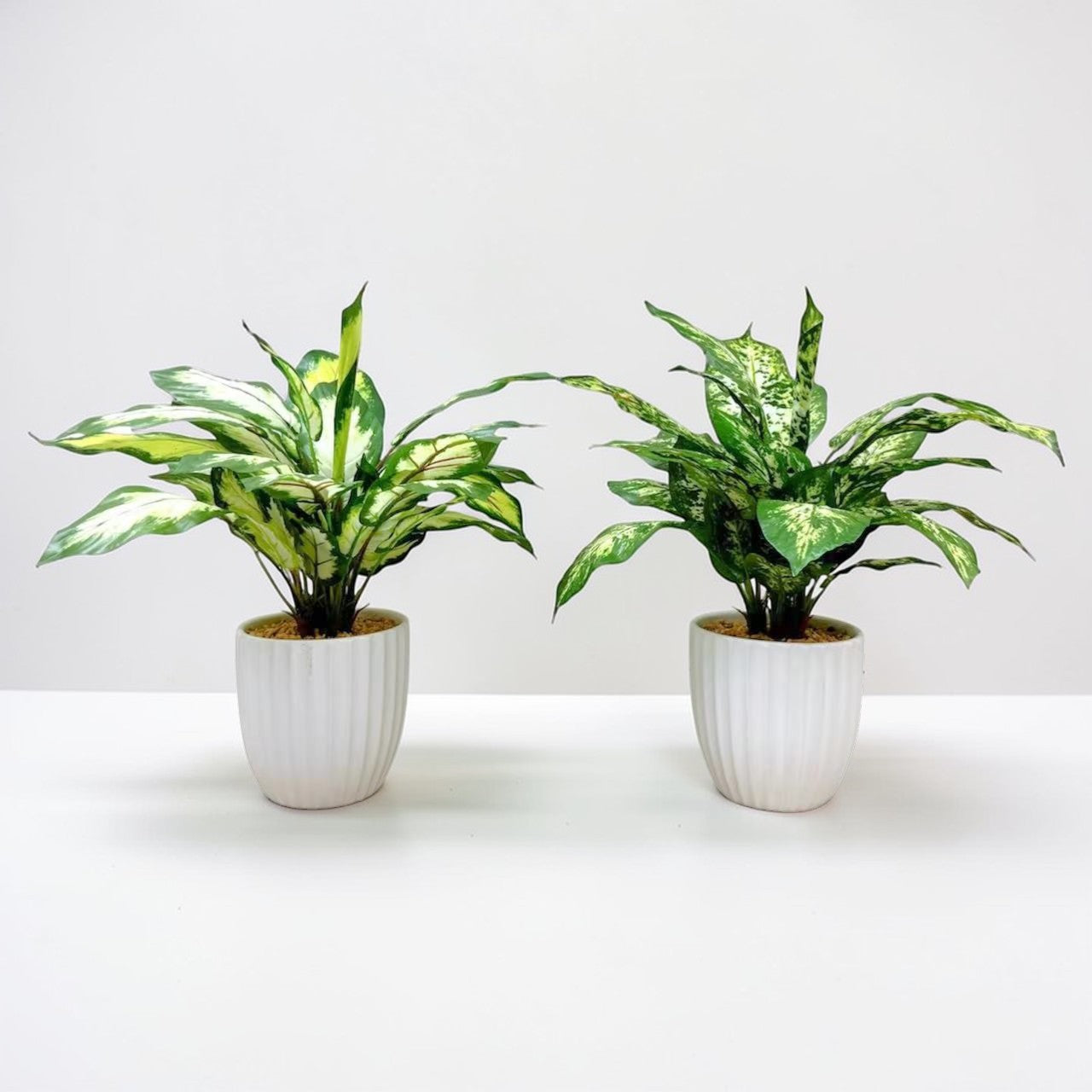 【香港現貨】仿真花葉萬年青盆栽 (43cm) | 條紋陶瓷盆 現代簡約裝飾 Dieffenbachia - Midoria