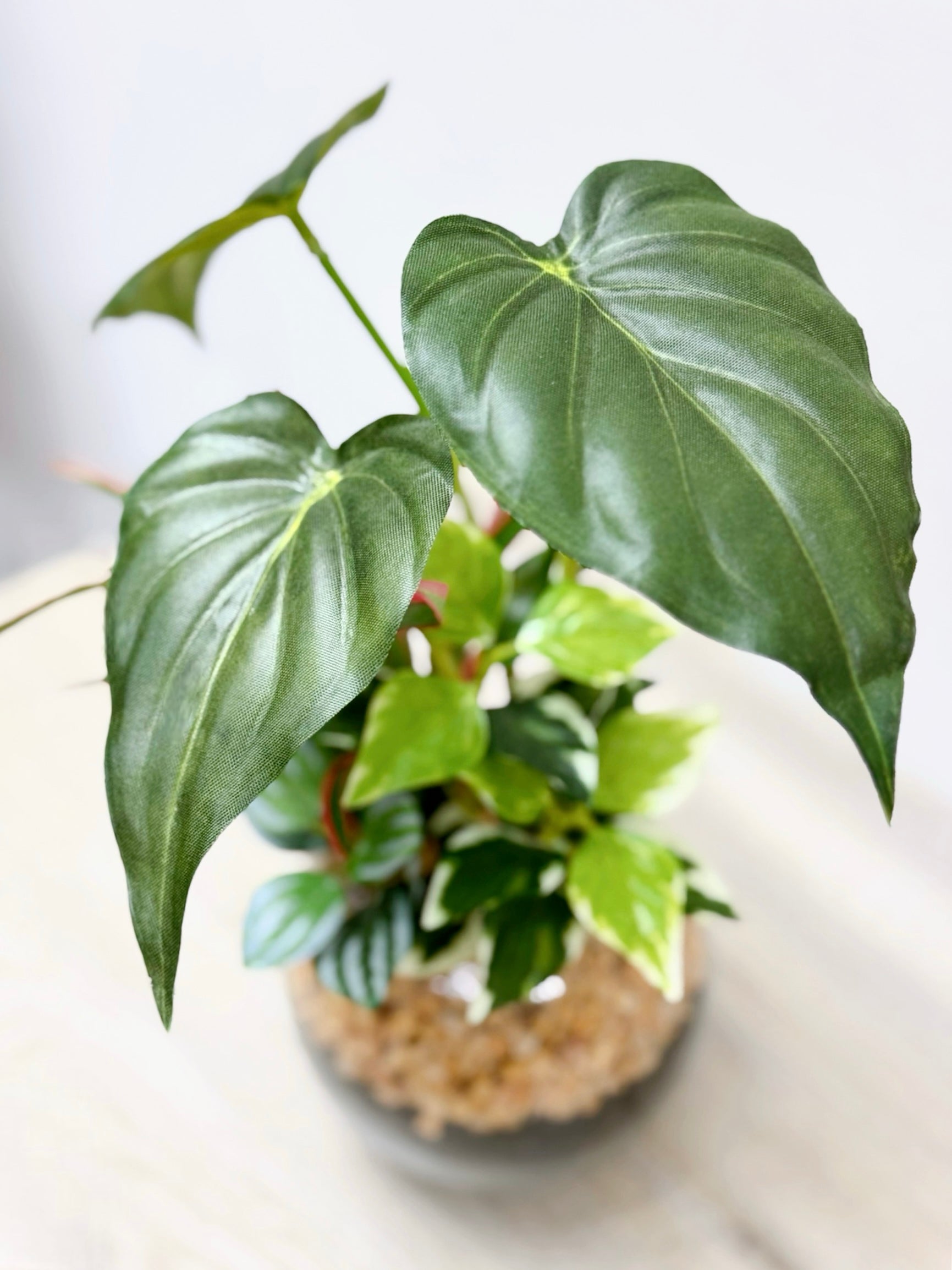 【香港現貨】仿真五彩芋玻璃盆栽 (23cm) | 北歐風人造植物 辦公室桌面裝飾 Caladium & Mini Leaf - Midoria