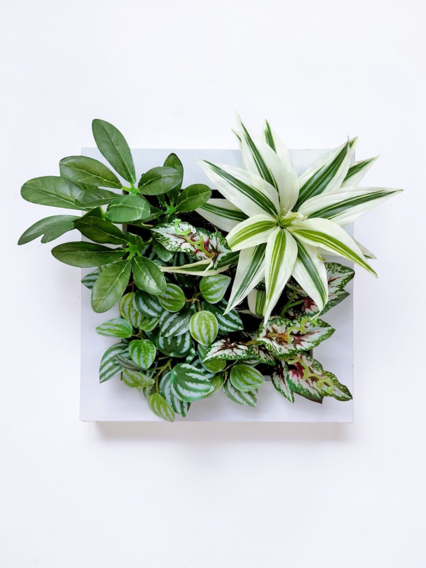 【香港現貨】仿真植物掛牆畫框 2件組 (25cm) | 3D 立體牆身裝飾 Wall Frame Set - Midoria