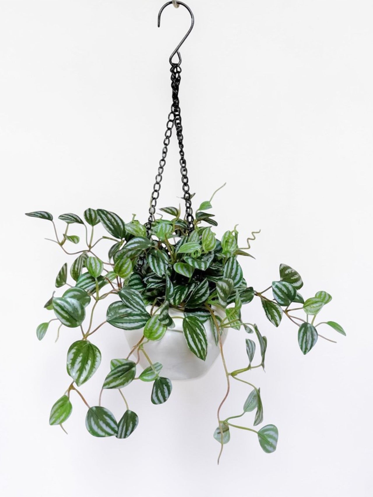 【香港現貨】仿真常春藤吊籃盆栽 (48cm) | 垂吊植物 麻繩陶盆 English Ivy - Midoria