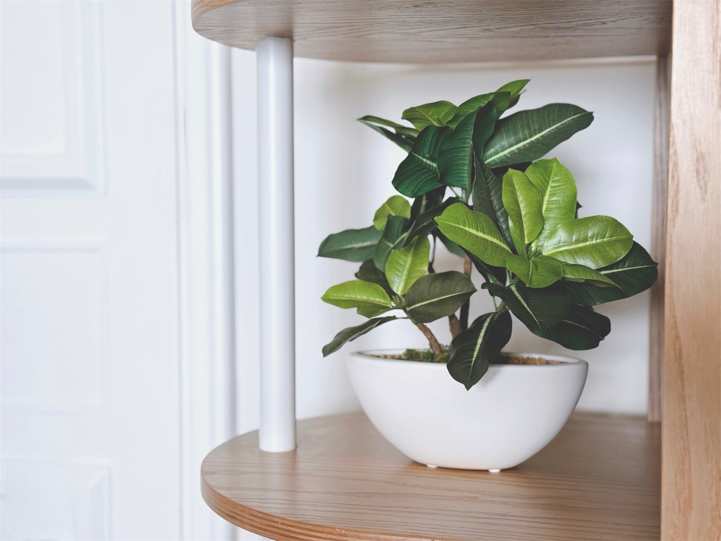 【香港現貨】仿真橡葉陶瓷盆栽 (30cm) | 半月型設計盆 現代居家裝飾 Ficus Elastica - Midoria