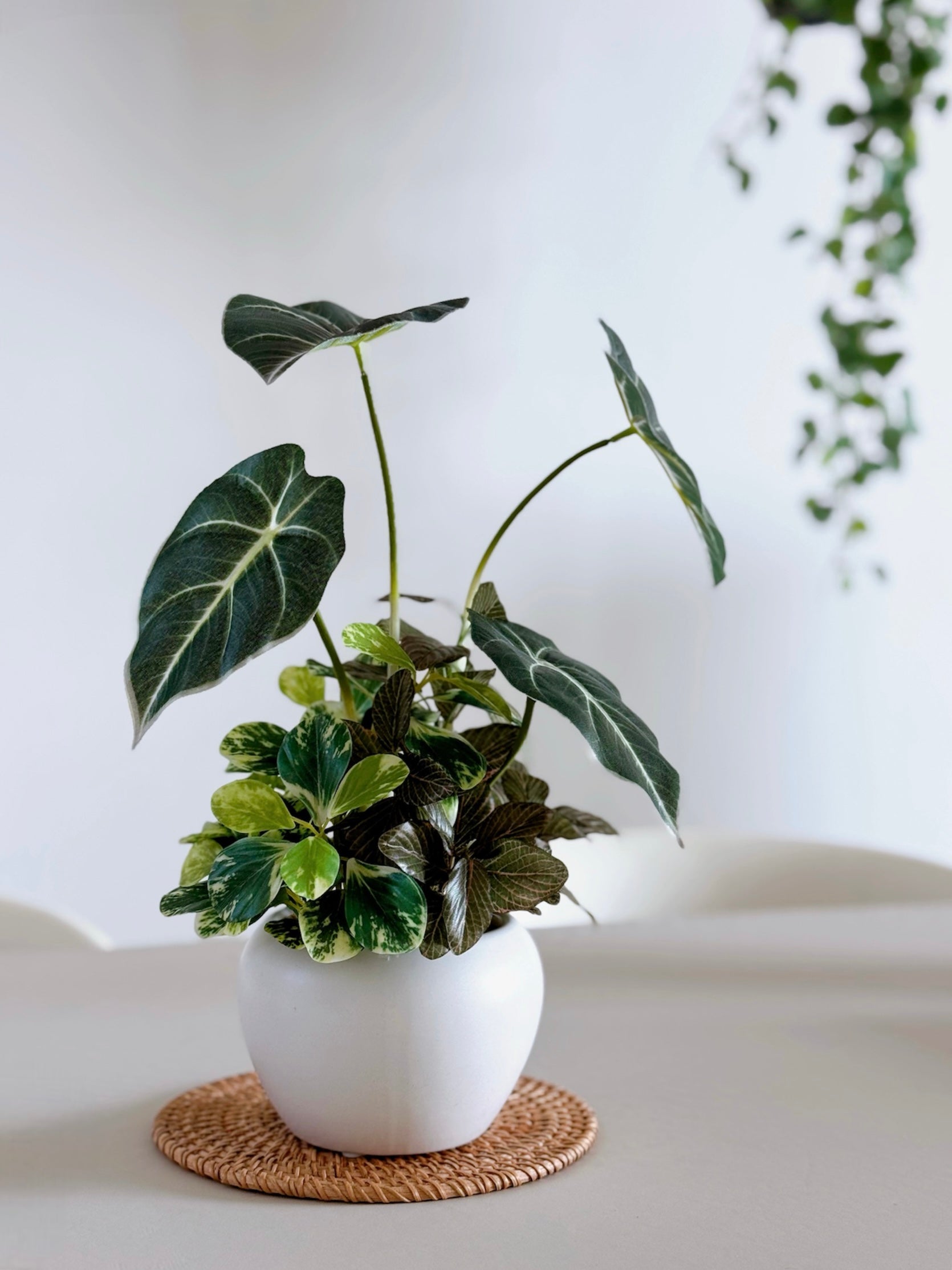 【香港現貨】仿真黑葉海芋盆栽 (32cm) | 銀白葉脈 質感小盆栽 Alocasia - Midoria