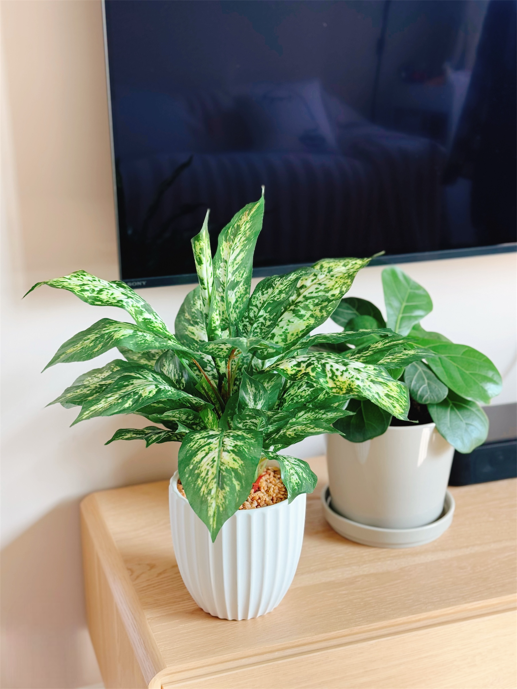 【香港現貨】仿真花葉萬年青盆栽 (43cm) | 條紋陶瓷盆 現代簡約裝飾 Dieffenbachia - Midoria