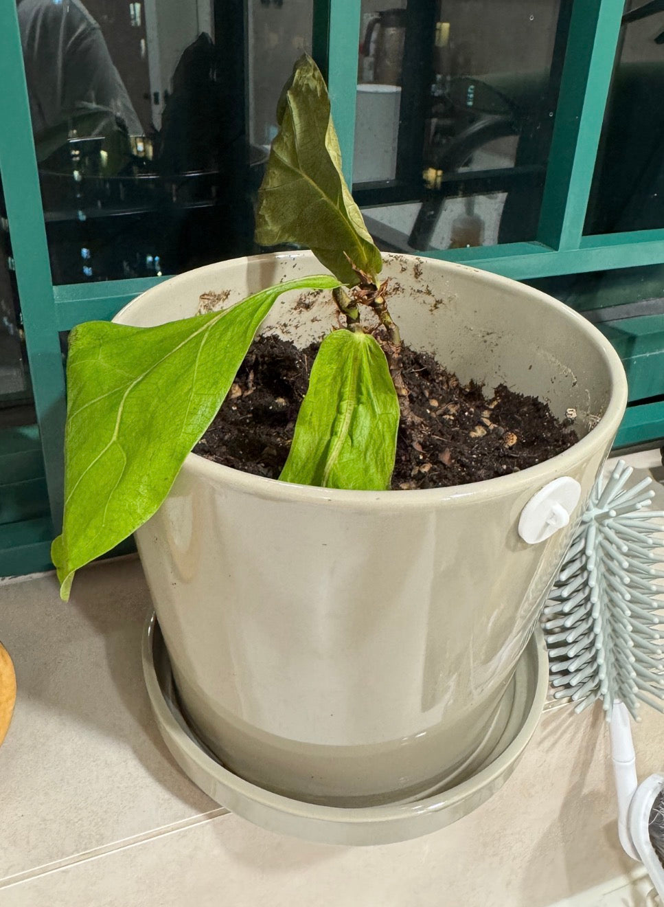 室內採光不足？5款最適合暗位與黑廁的仿真植物推薦 | Midoria