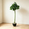 122cm 仿真單杆榕樹配黑色陶瓷盆 | Ficus Banyan Tree with Black Ceramic Pot
