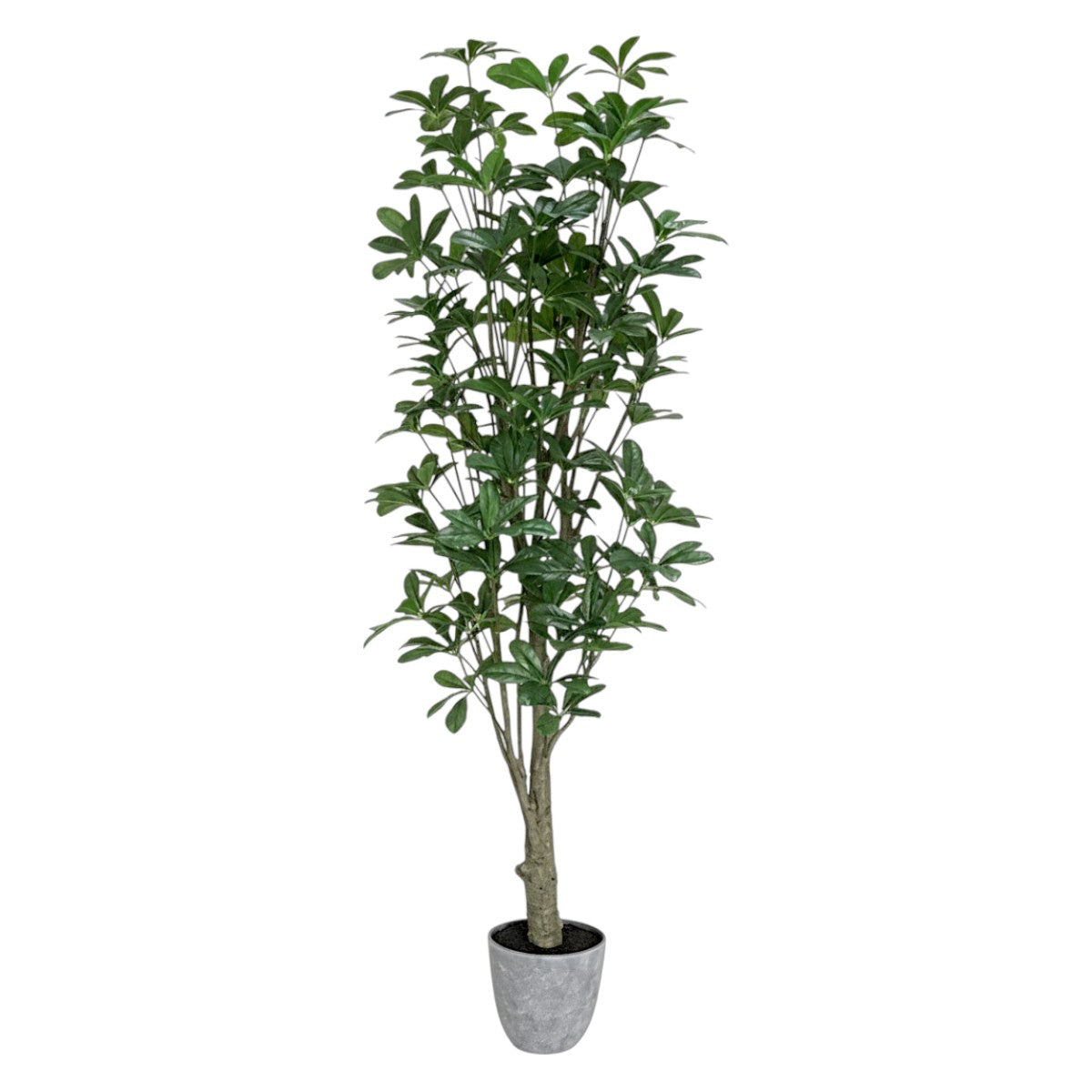 150cm 仿真鴨腳木大型綠植盆栽 (水泥灰膠盆)