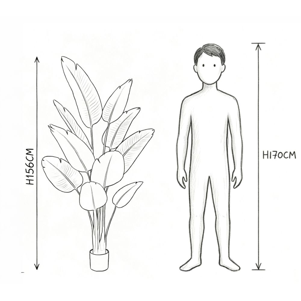 156cm 仿真旅人蕉大型綠植盆栽 (黑膠盆)｜實際比例圖