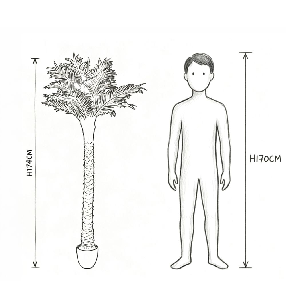 174cm 仿真海棗樹大型綠植盆栽 (水泥紋膠盆)｜實際比例圖