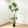 220cm 仿真龍血樹大型綠植盆栽 (黑膠盆)｜現代禪意極簡室內植物 Dracaena Tree