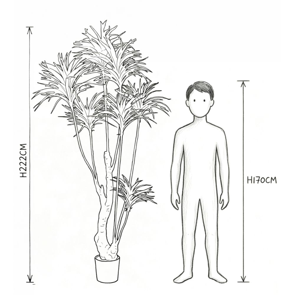 220cm 仿真龍血樹大型綠植盆栽 (黑膠盆)｜實際比例圖