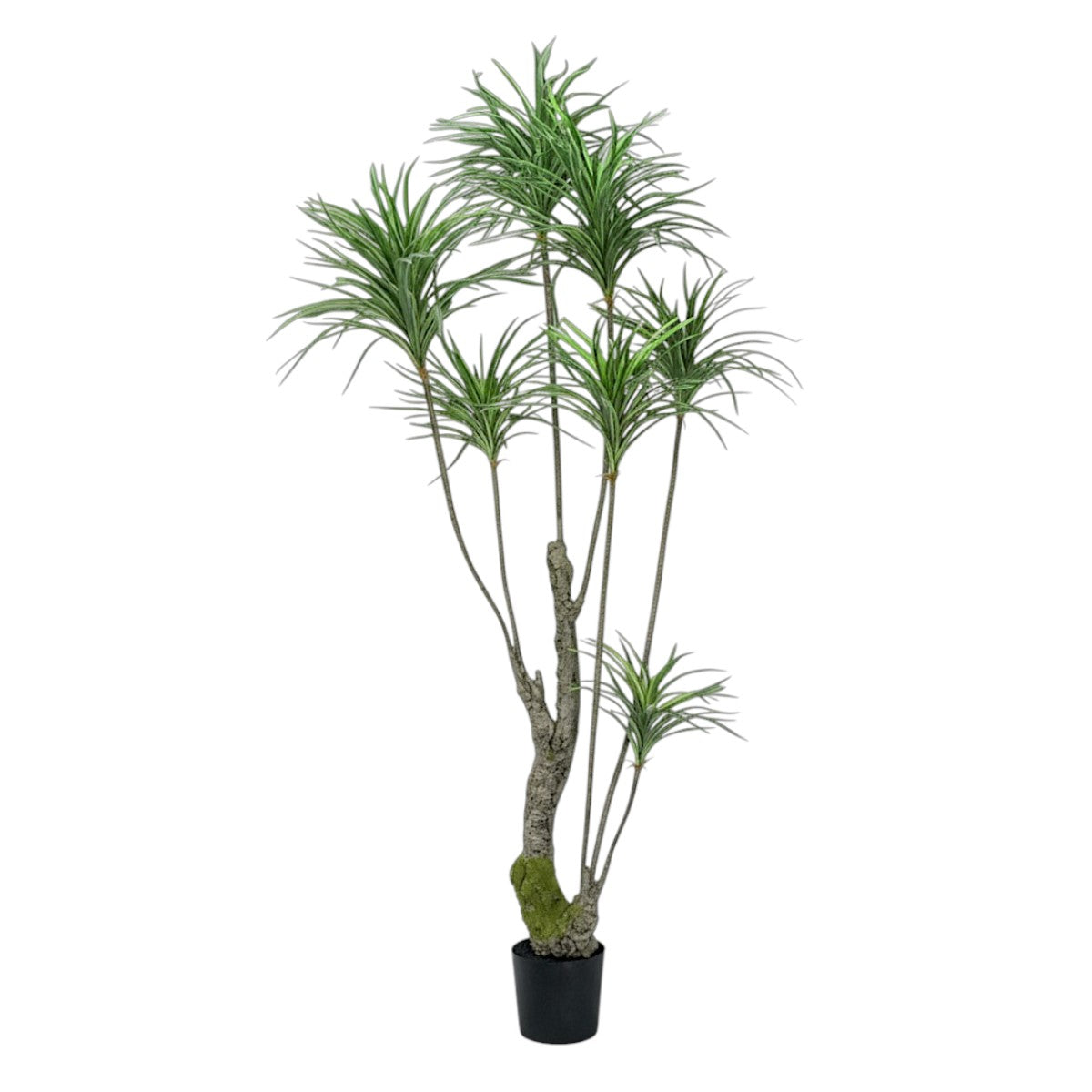 220cm 仿真龍血樹大型綠植盆栽 (黑膠盆)