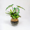 23cm 仿真五彩芋玻璃盆栽 | 彩葉芋