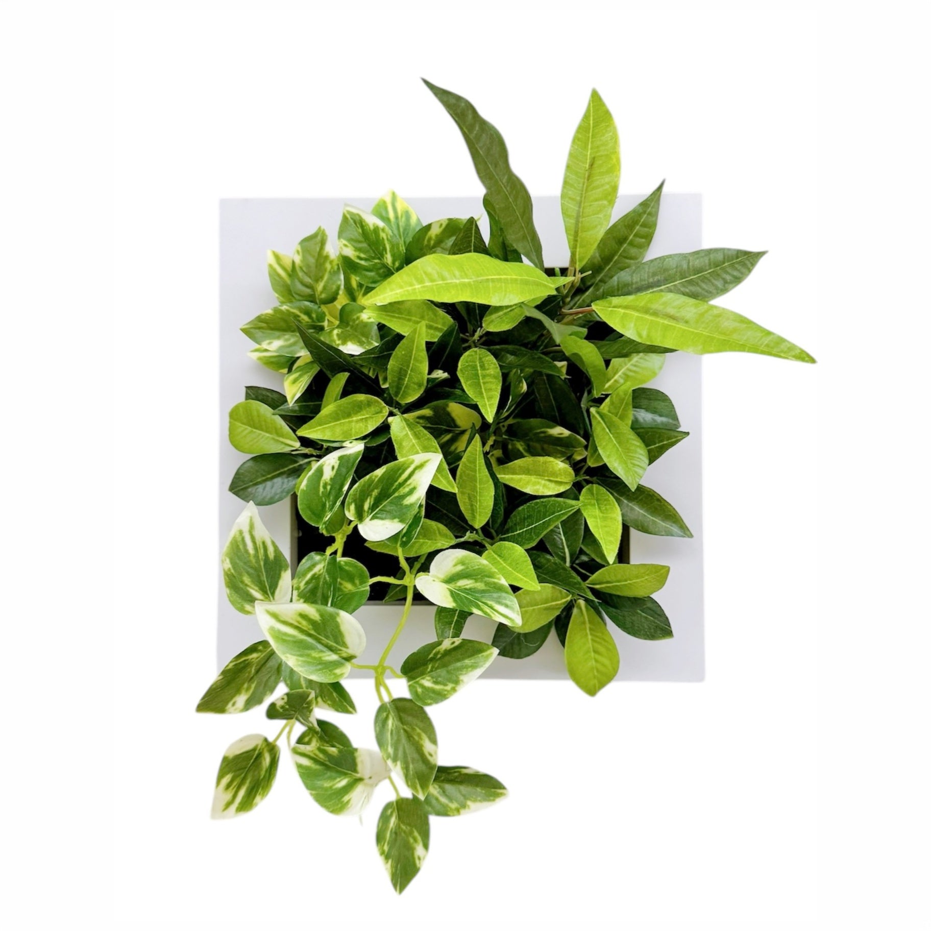 25x25cm 仿真植物掛牆畫框 2件組 | B款