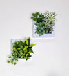25x25cm 仿真植物掛牆畫框 2件組