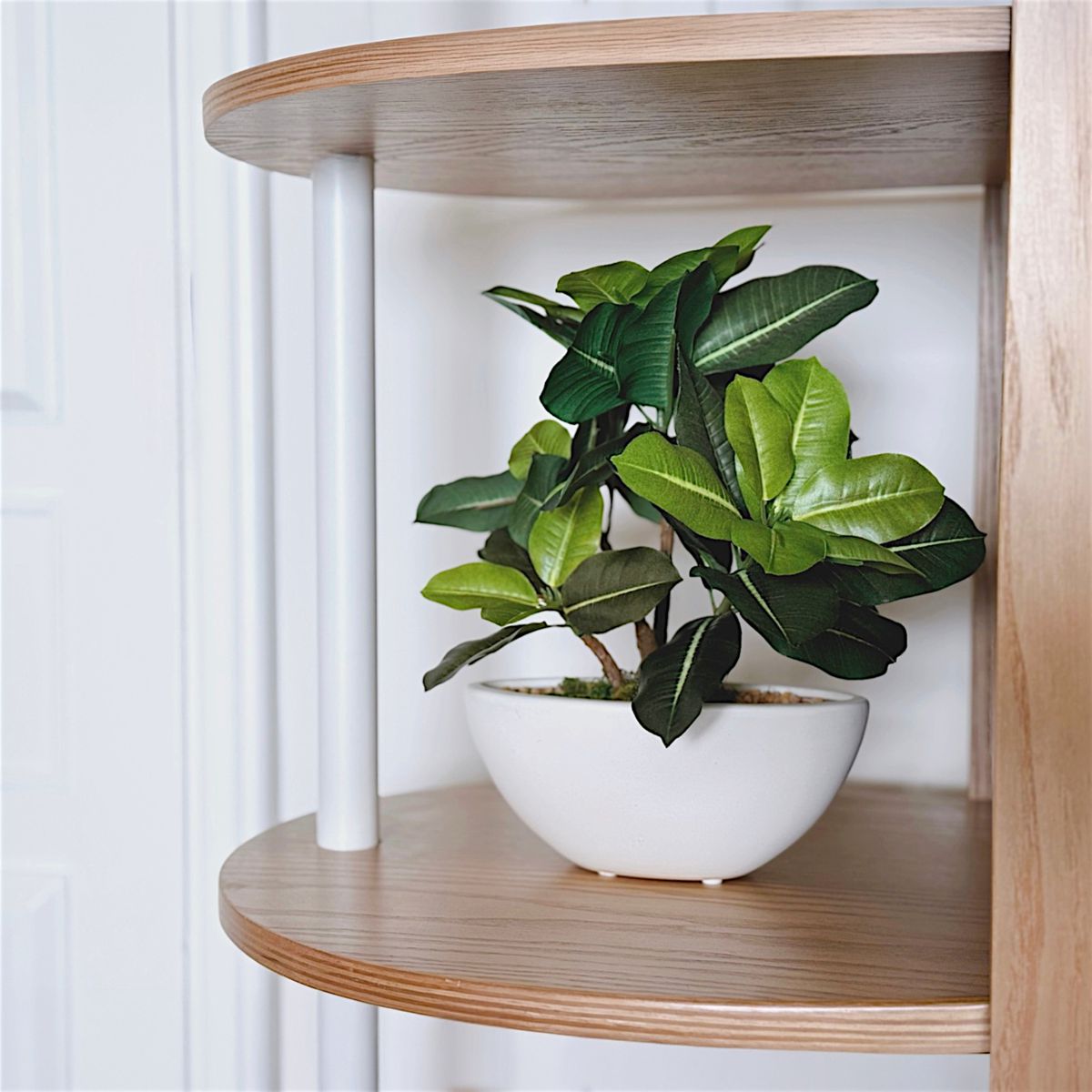 30cm 仿真橡葉陶瓷盆栽 | 半月型設計盆 現代居家裝飾 Ficus Elastica