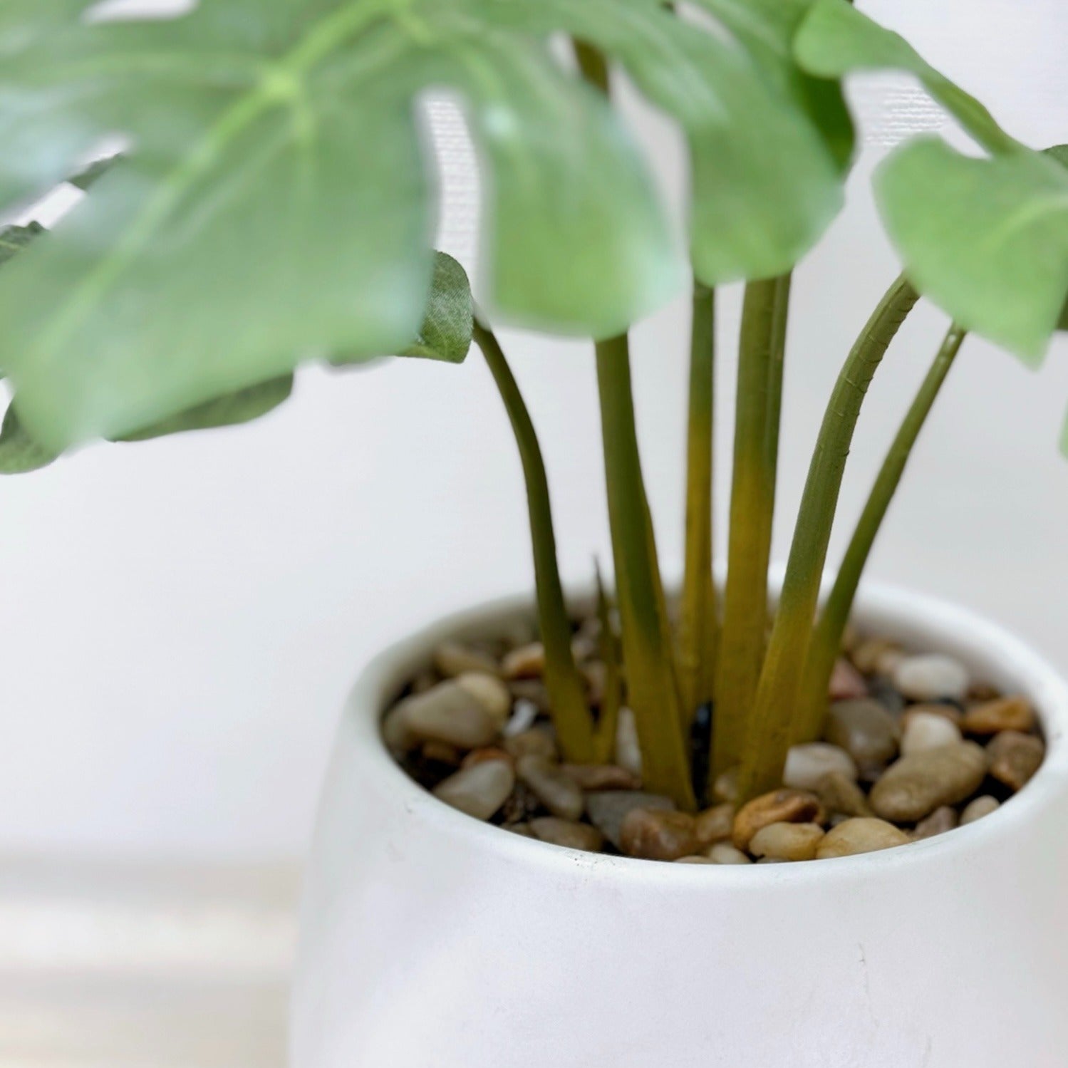 37cm 仿真龜背芋 陶瓷盆栽 | 枝杆特寫