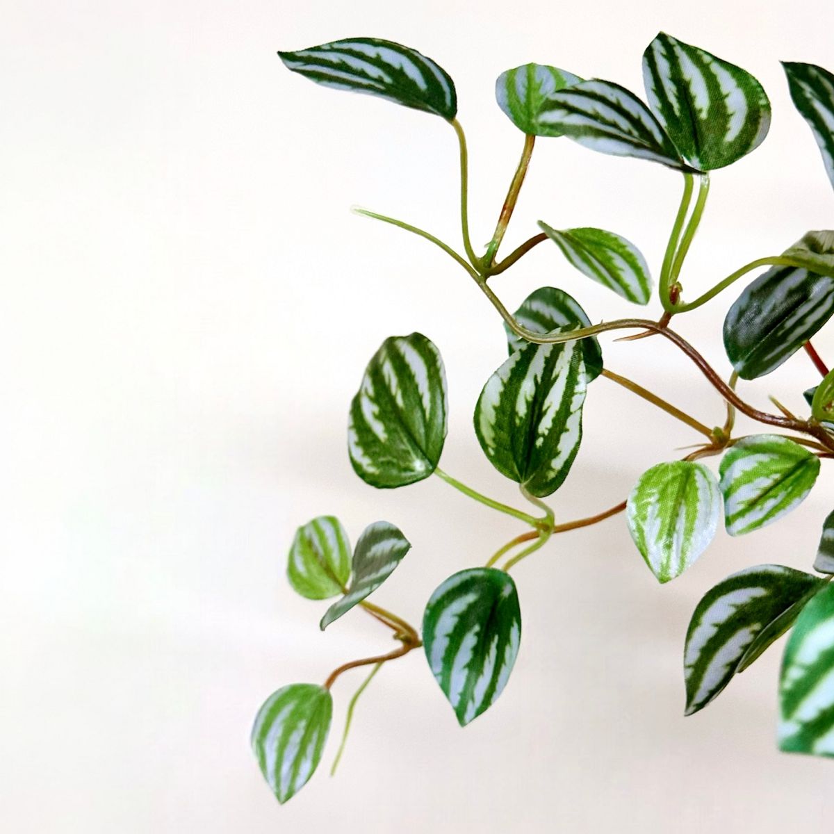 48cm 仿真吊籃盆栽 | 西瓜皮椒草藤蔓，葉片特寫