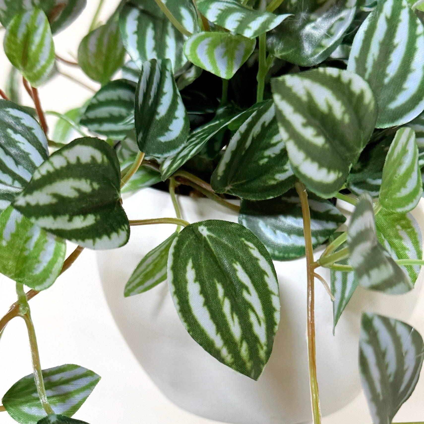 48cm 仿真吊籃盆栽 | 西瓜皮椒草藤蔓，陶瓷盆特寫