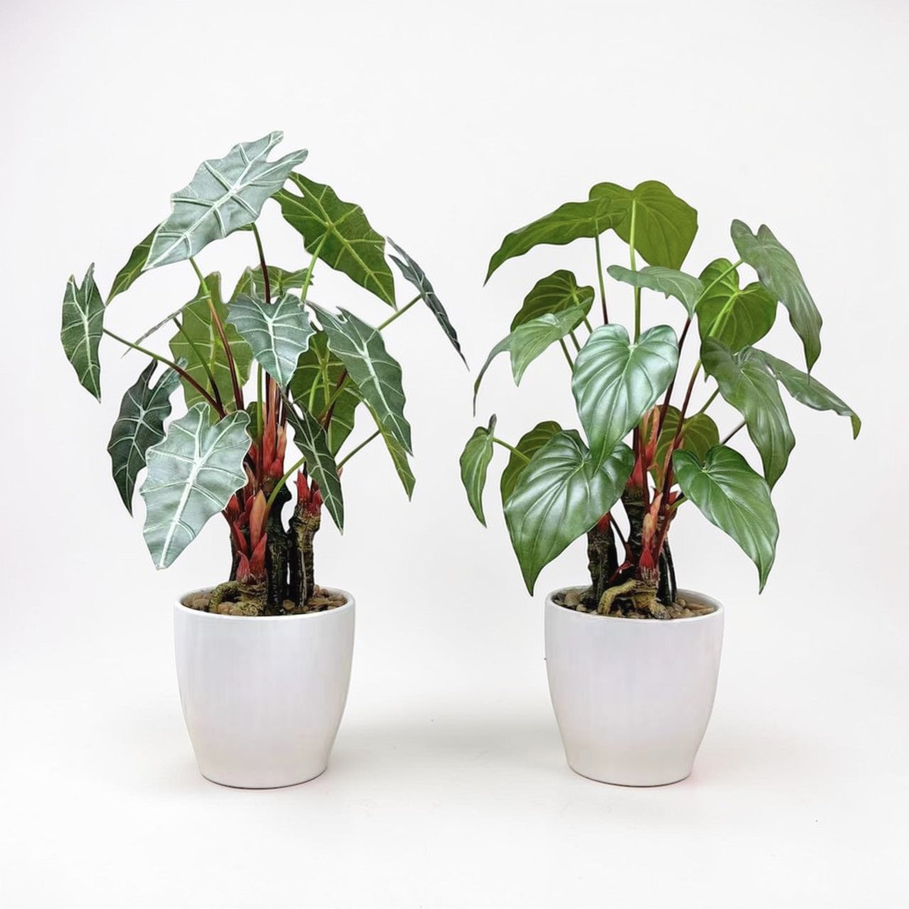 56cm 仿真熱帶觀葉植物盆栽，提供黑天鵝觀音蓮與蔓綠絨兩款選擇，搭配簡約白瓷盆裝飾