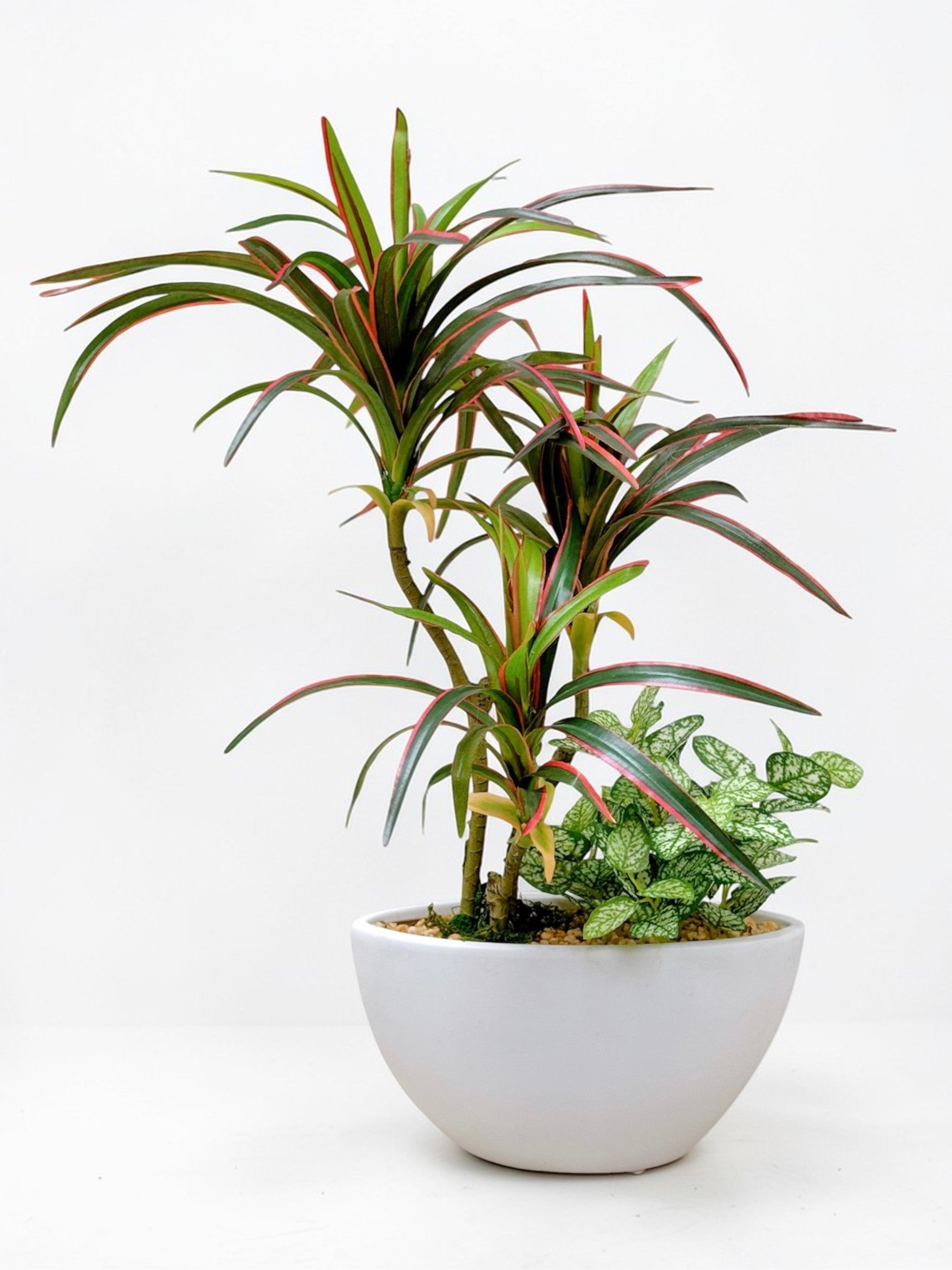 【香港現貨】仿真龍血蘭搭配迷你葉 (51cm) | 半月型陶瓷盆 現代禪意裝飾 Dracaena - Midoria