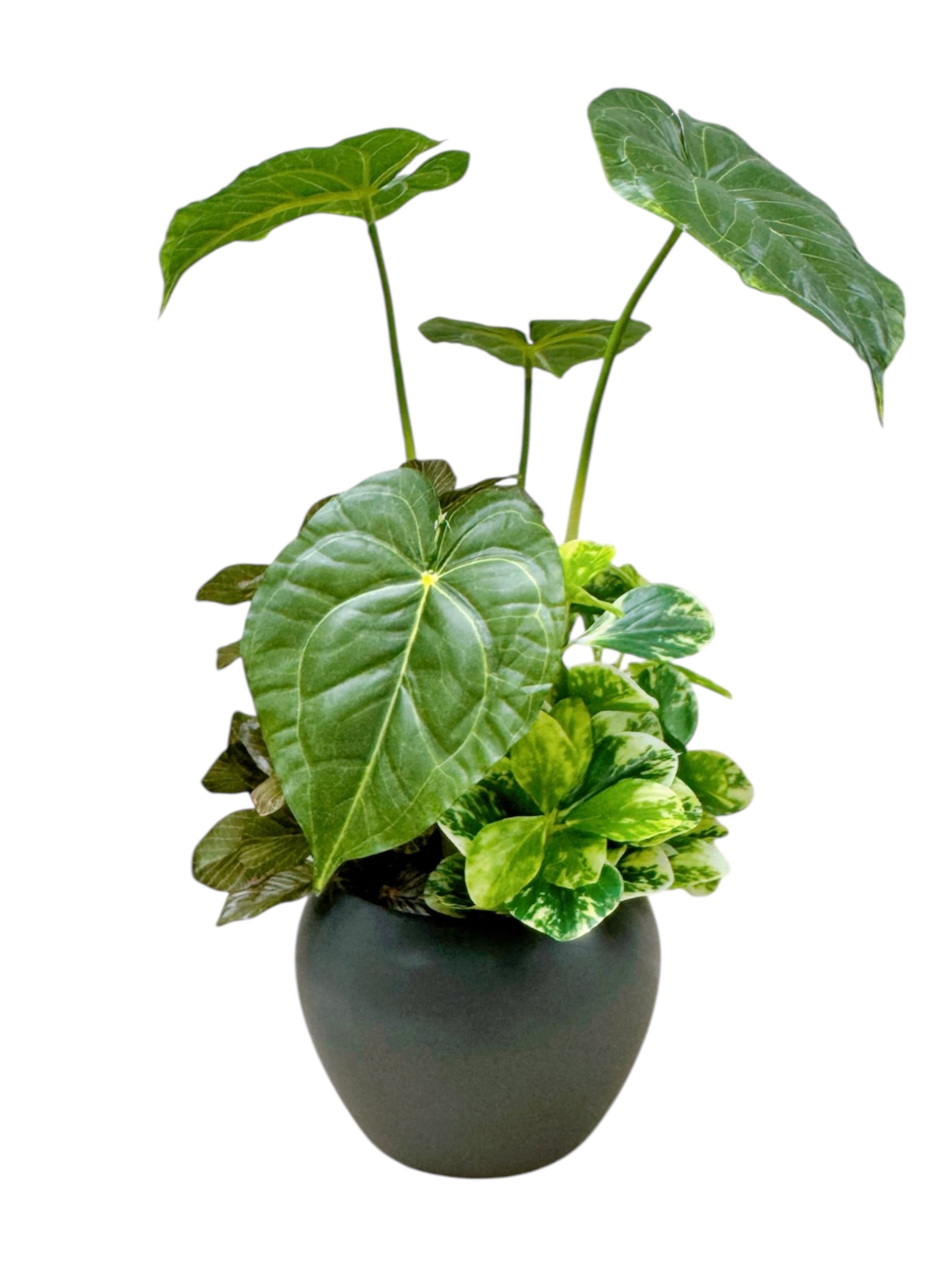 32cm 仿真海芋搭配迷你葉盆栽 Alocosia & Mini Leaf