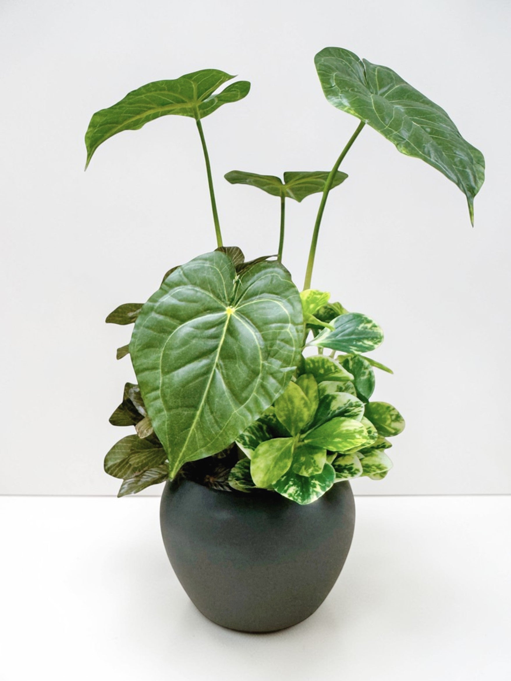 【香港現貨】仿真黑葉海芋盆栽 (32cm) | 銀白葉脈 質感小盆栽 Alocasia - Midoria