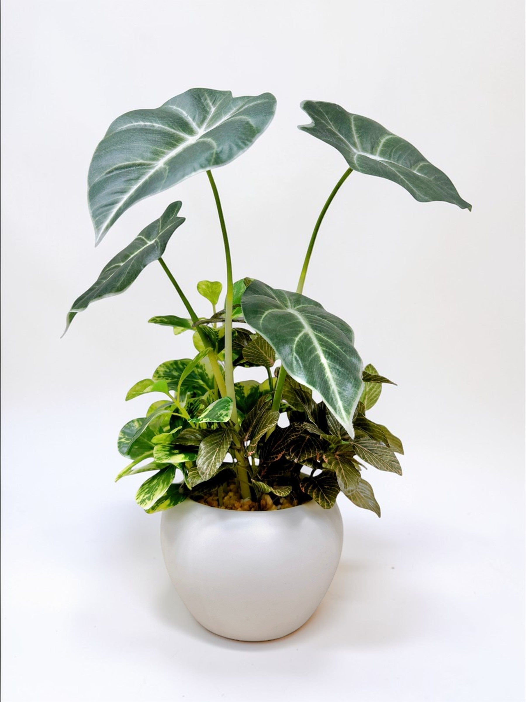 【香港現貨】仿真黑葉海芋盆栽 (32cm) | 銀白葉脈 質感小盆栽 Alocasia - Midoria