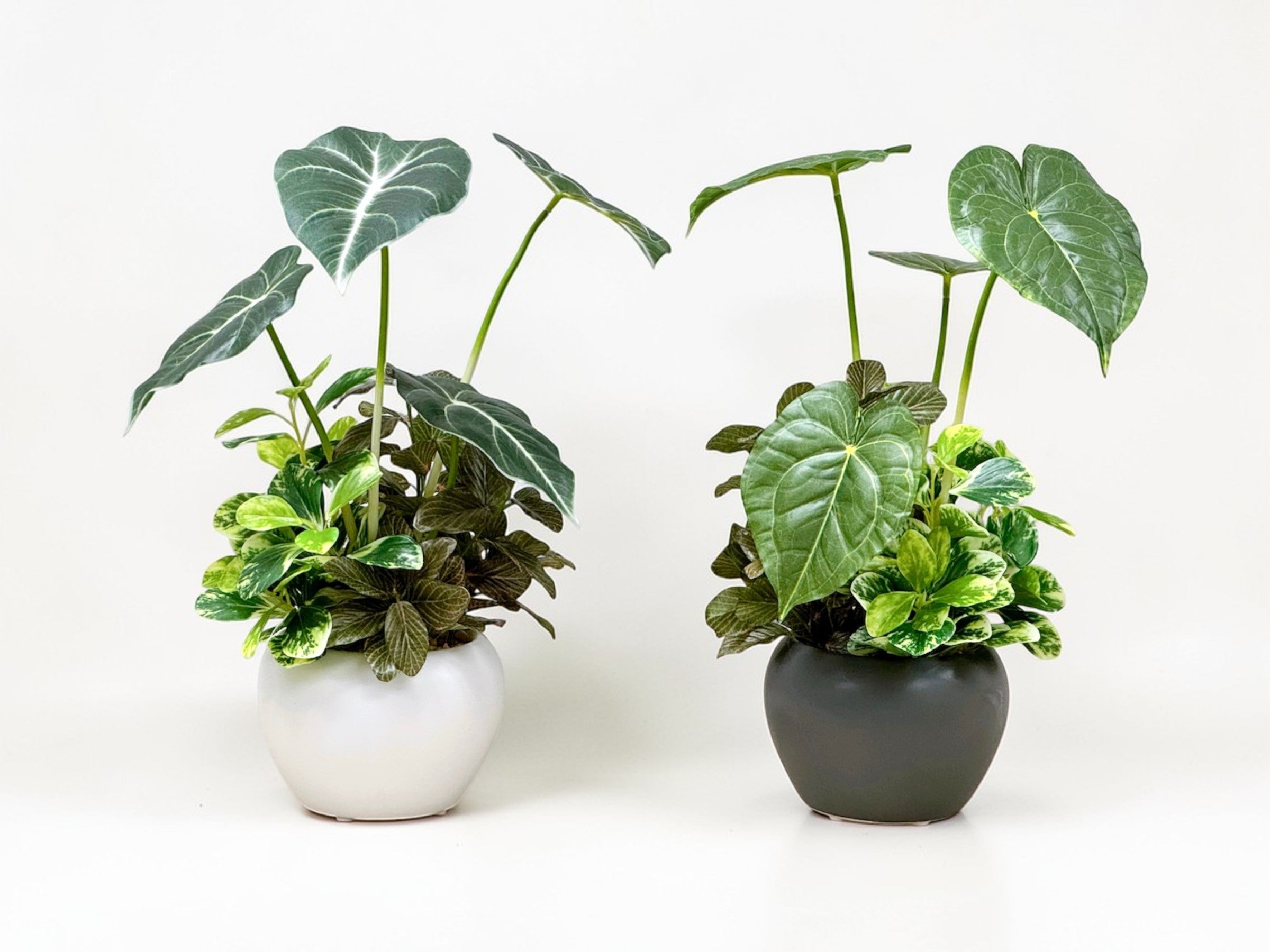 【香港現貨】仿真黑葉海芋盆栽 (32cm) | 銀白葉脈 質感小盆栽 Alocasia - Midoria