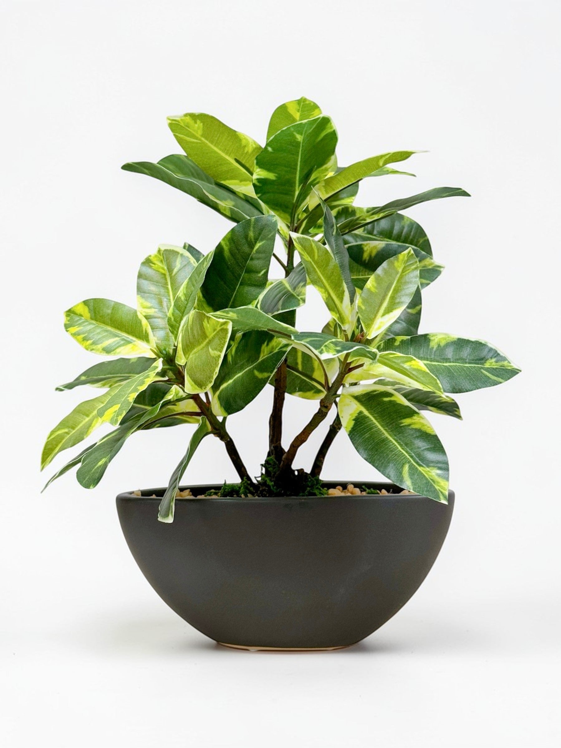【香港現貨】仿真橡葉陶瓷盆栽 (30cm) | 半月型設計盆 現代居家裝飾 Ficus Elastica - Midoria