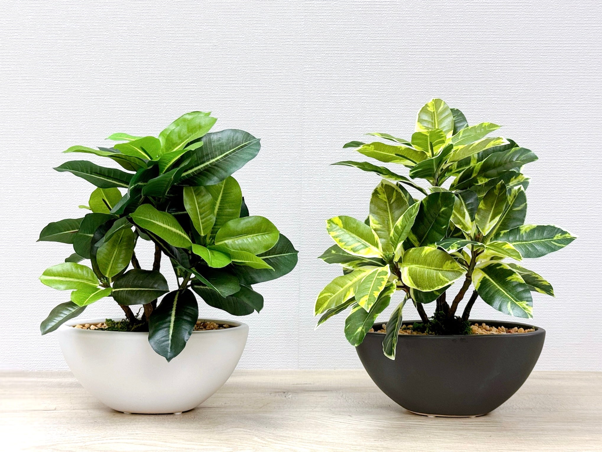 30cm 仿真橡葉盆栽 Ficus Elastica Potted Plant