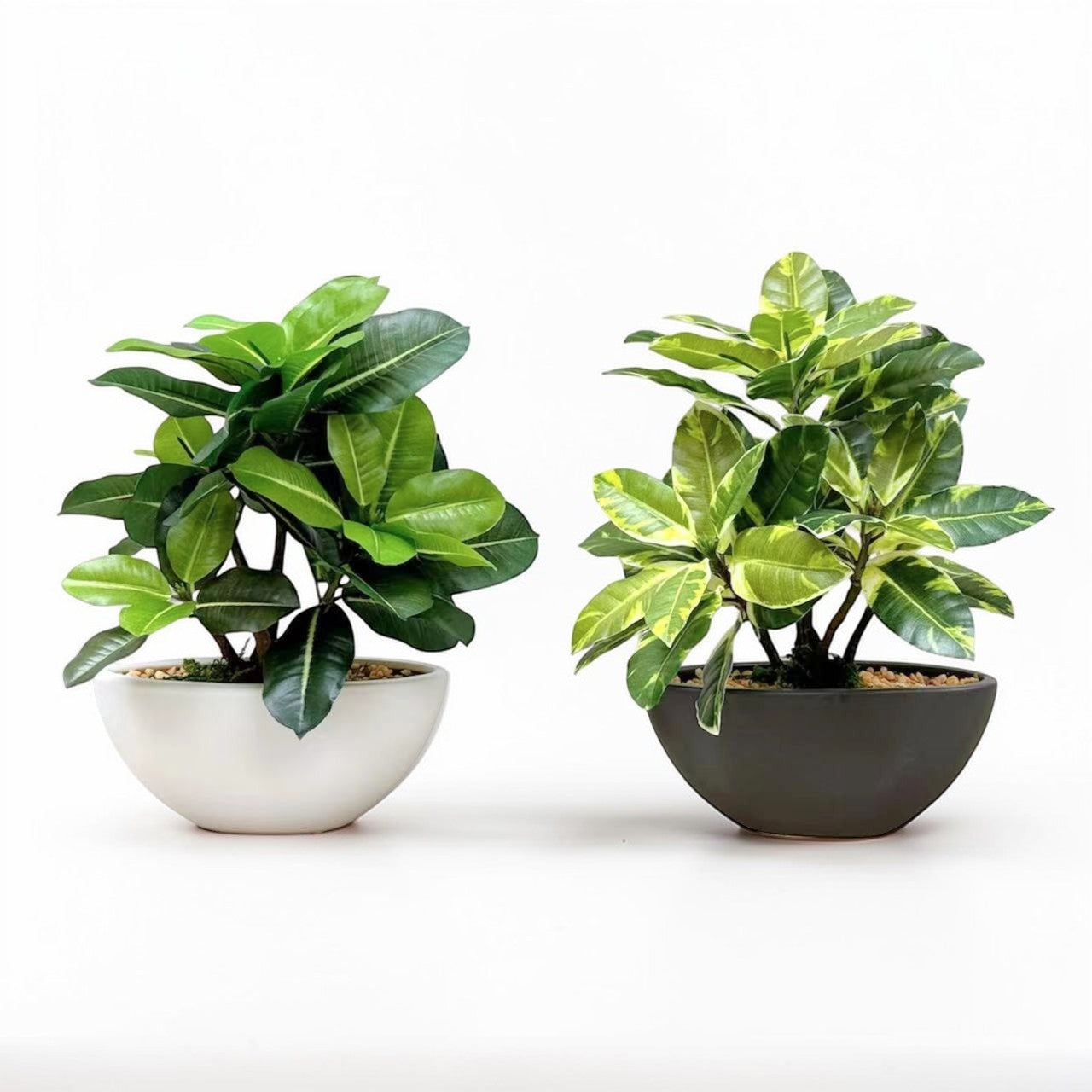 【香港現貨】仿真橡葉陶瓷盆栽 (30cm) | 半月型設計盆 現代居家裝飾 Ficus Elastica - Midoria